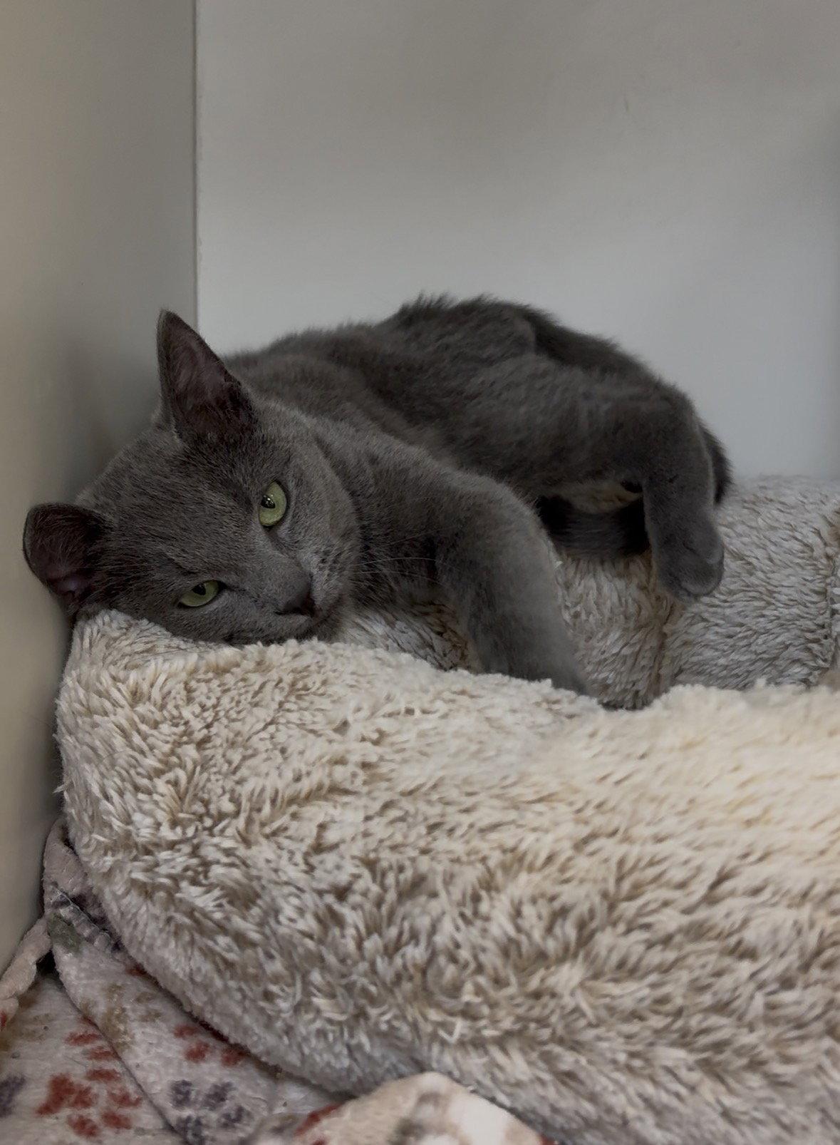 Enlarge Ash, a Adopted Russian Blue in Cuyahoga Falls, OH image 2/3