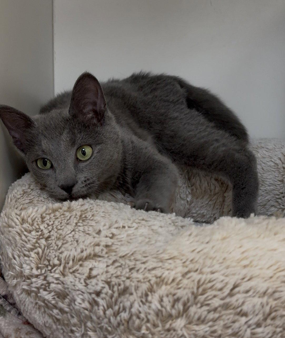 Enlarge Ash, a Adopted Russian Blue in Cuyahoga Falls, OH image 3/3