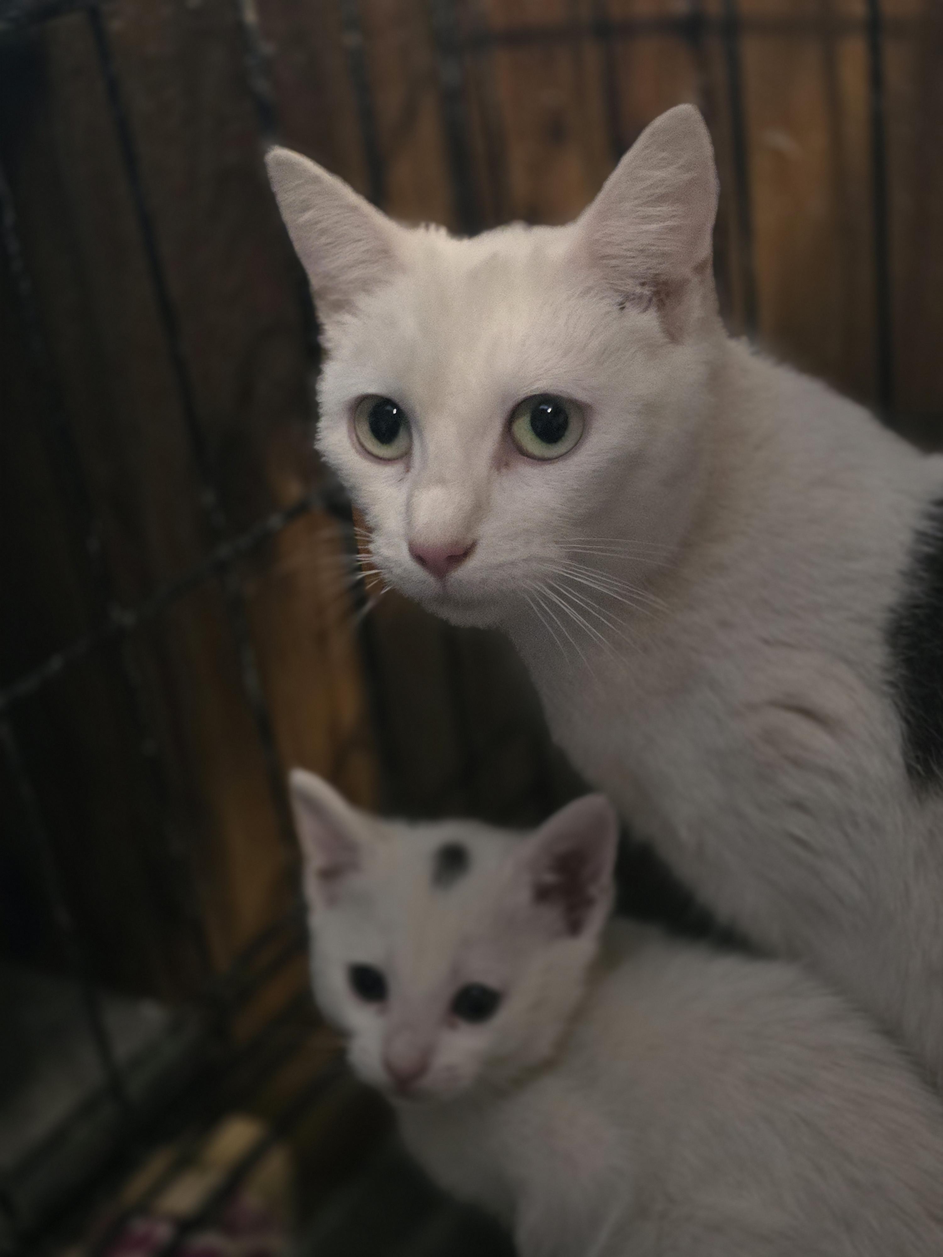 Enlarge Moma Quill, a Adoptable Domestic Short Hair in Morganton, NC image 2/6