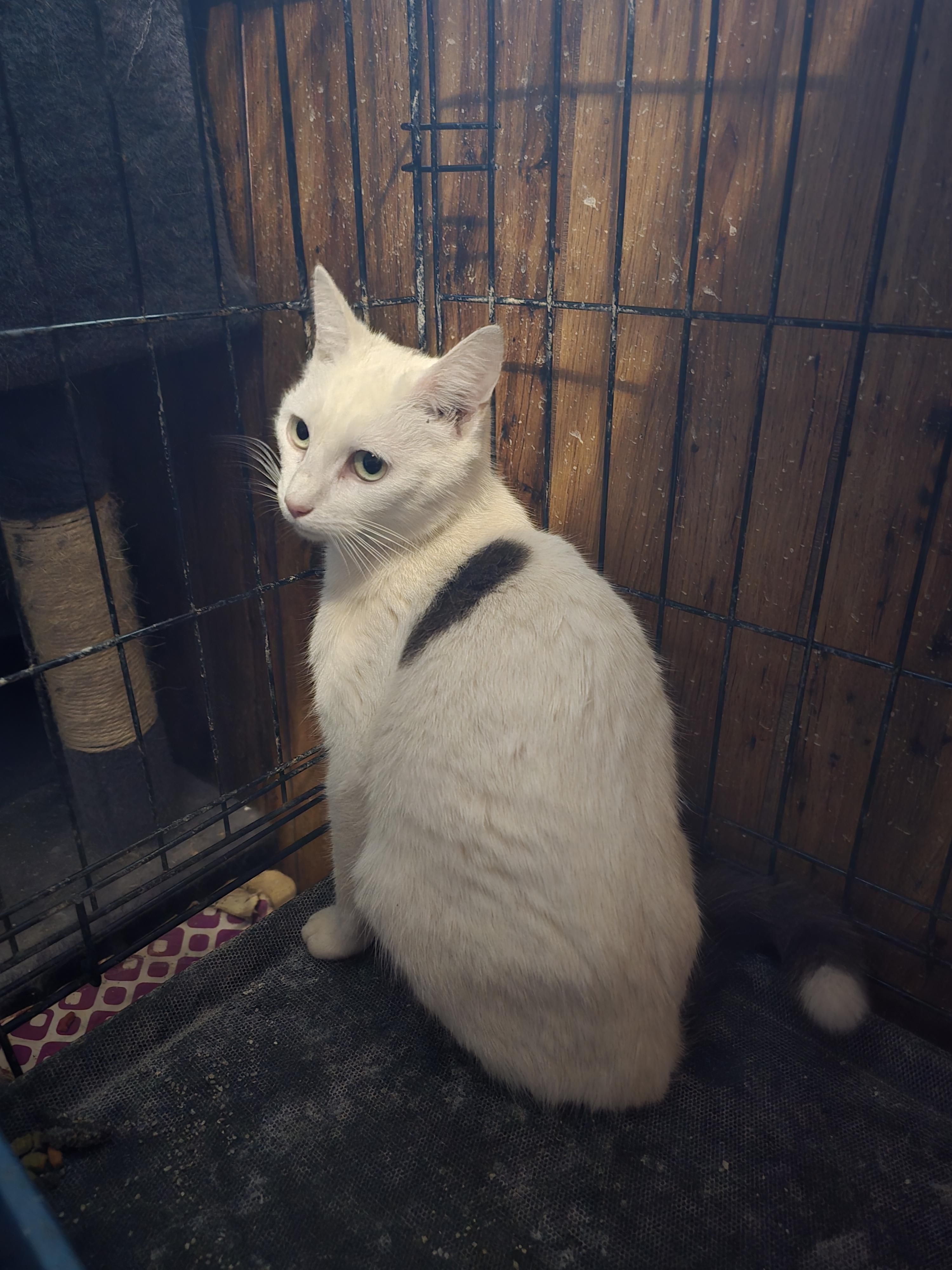 Enlarge Moma Quill, a Adoptable Domestic Short Hair in Morganton, NC image 3/6