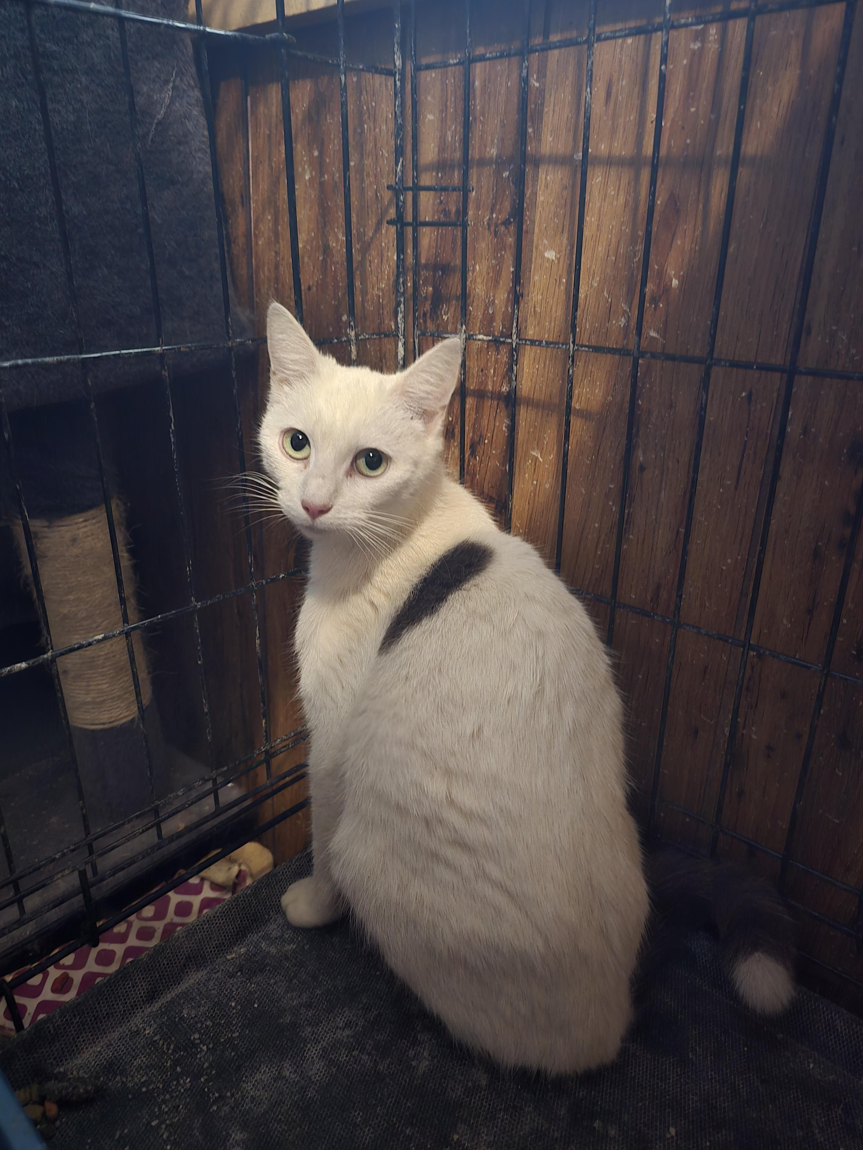 Enlarge Moma Quill, a Adoptable Domestic Short Hair in Morganton, NC image 5/6