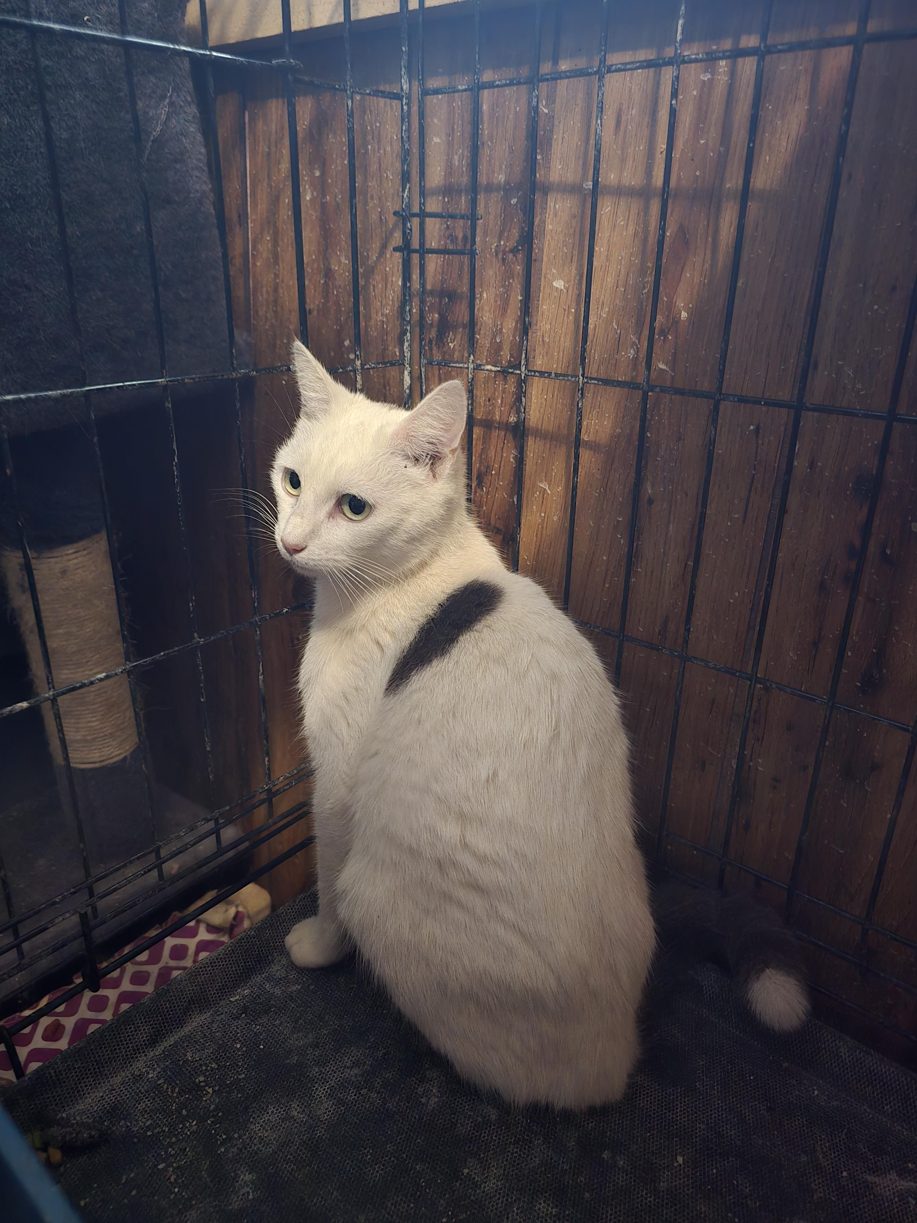 Enlarge Moma Quill, a Adoptable Domestic Short Hair in Morganton, NC image 6/6