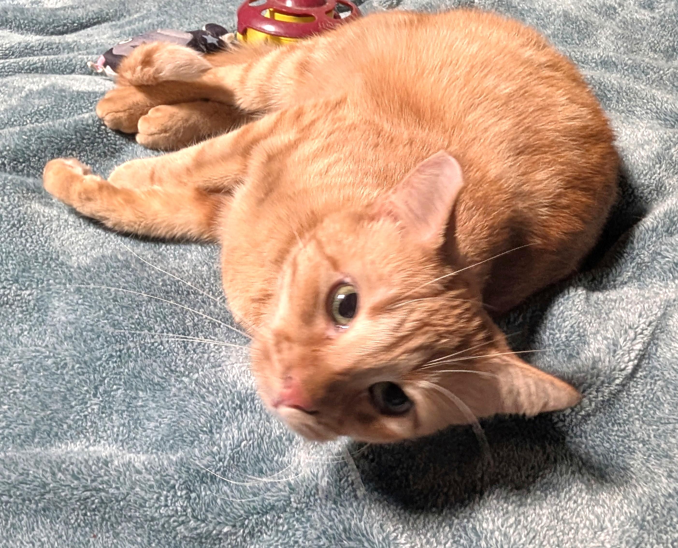 Enlarge Red, a Adoptable American Shorthair in San Diego, CA image 1/4