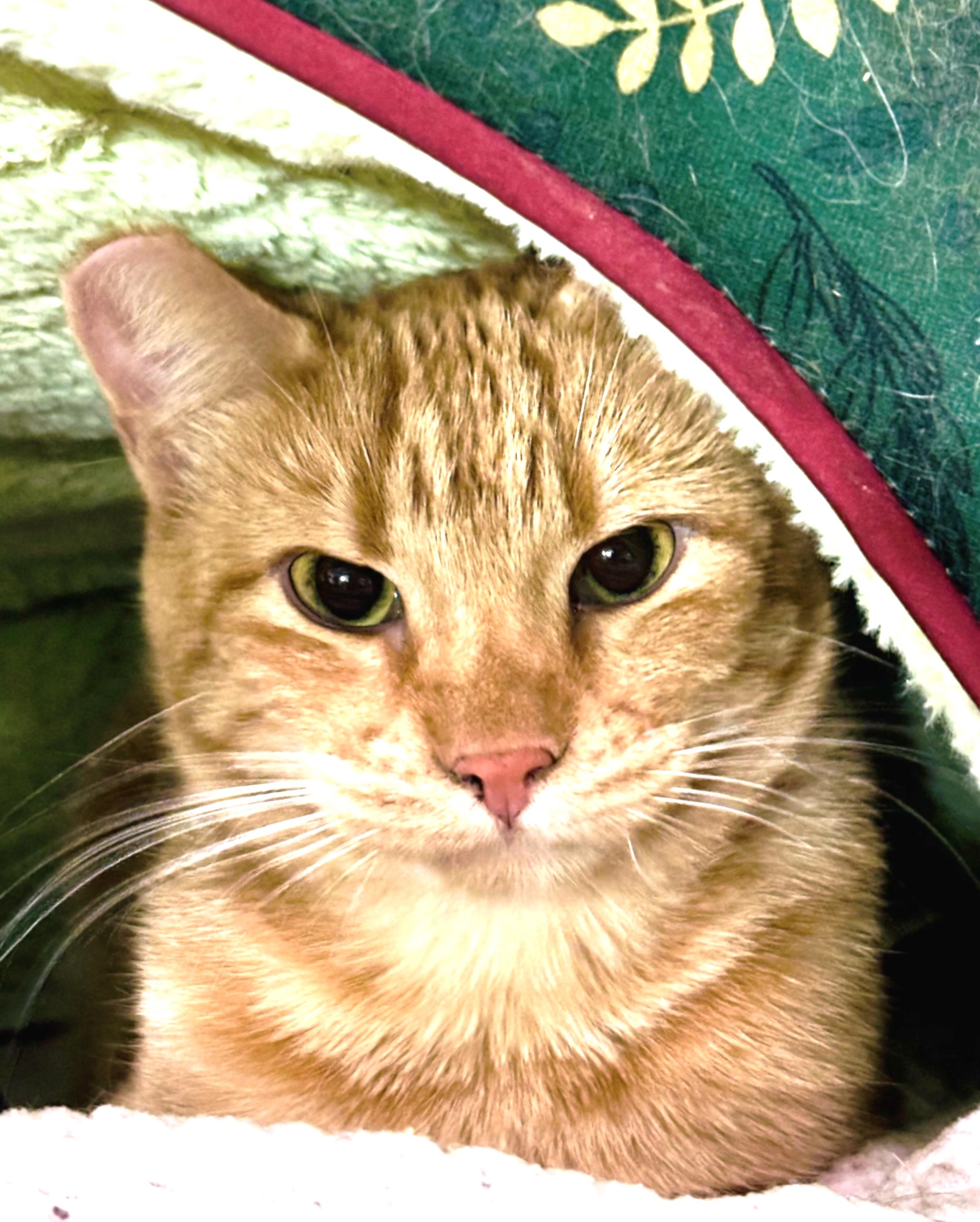 Red, Adoptable, Young Female American Shorthair.