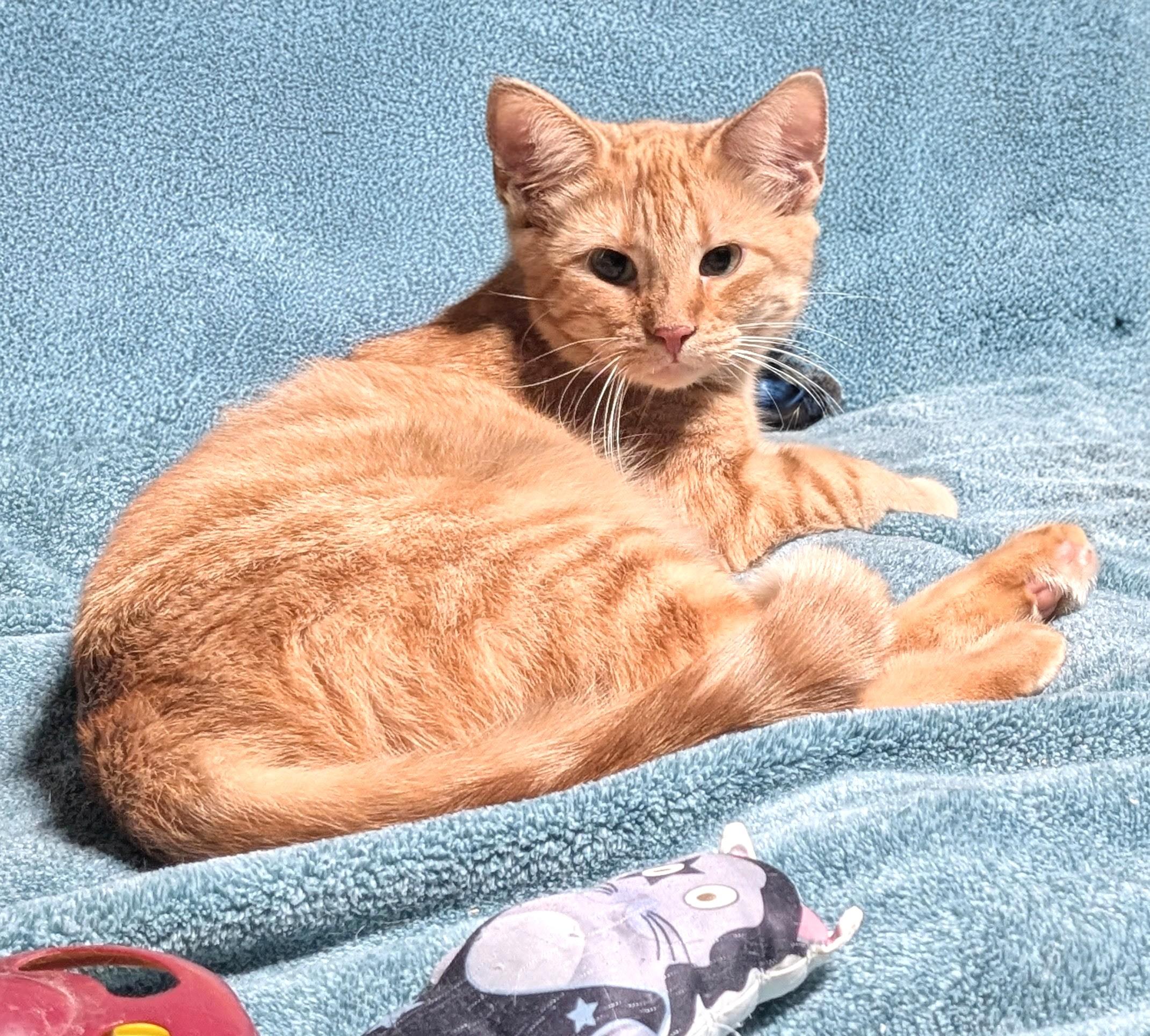 Enlarge Red, a Adoptable American Shorthair in San Diego, CA image 3/4