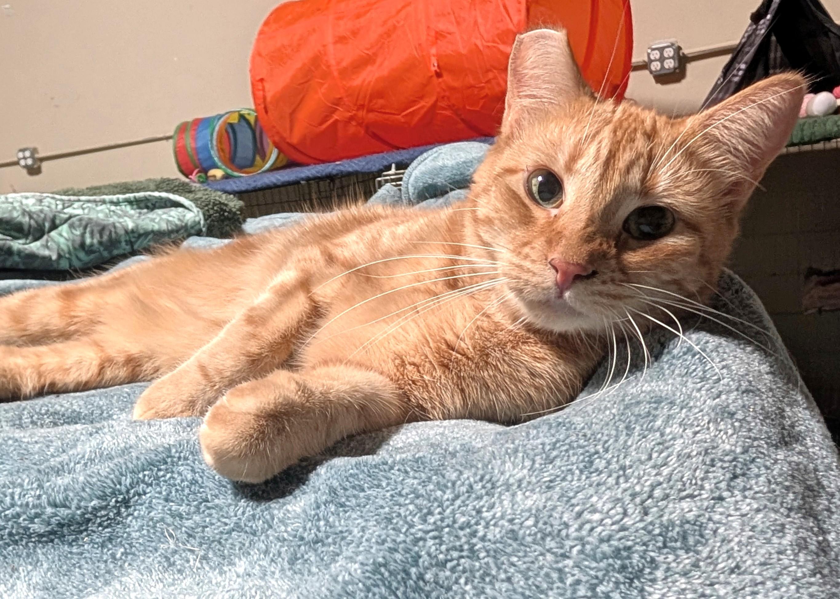 Enlarge Red, a Adoptable American Shorthair in San Diego, CA image 2/4
