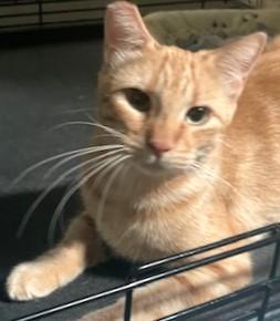 Enlarge Red, a Adoptable American Shorthair in San Diego, CA image 2/2
