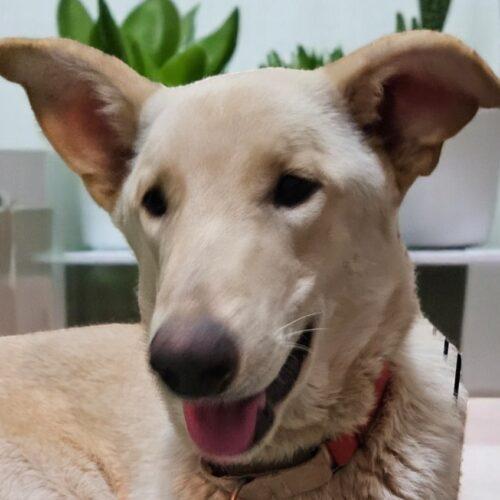 Biscuit the Giant, Adoptable, Young Male Shepherd & Mixed Breed.