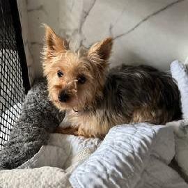 Enlarge Lettie 22664, a Adoptable mixed breed in Minneapolis, MN image 1/1