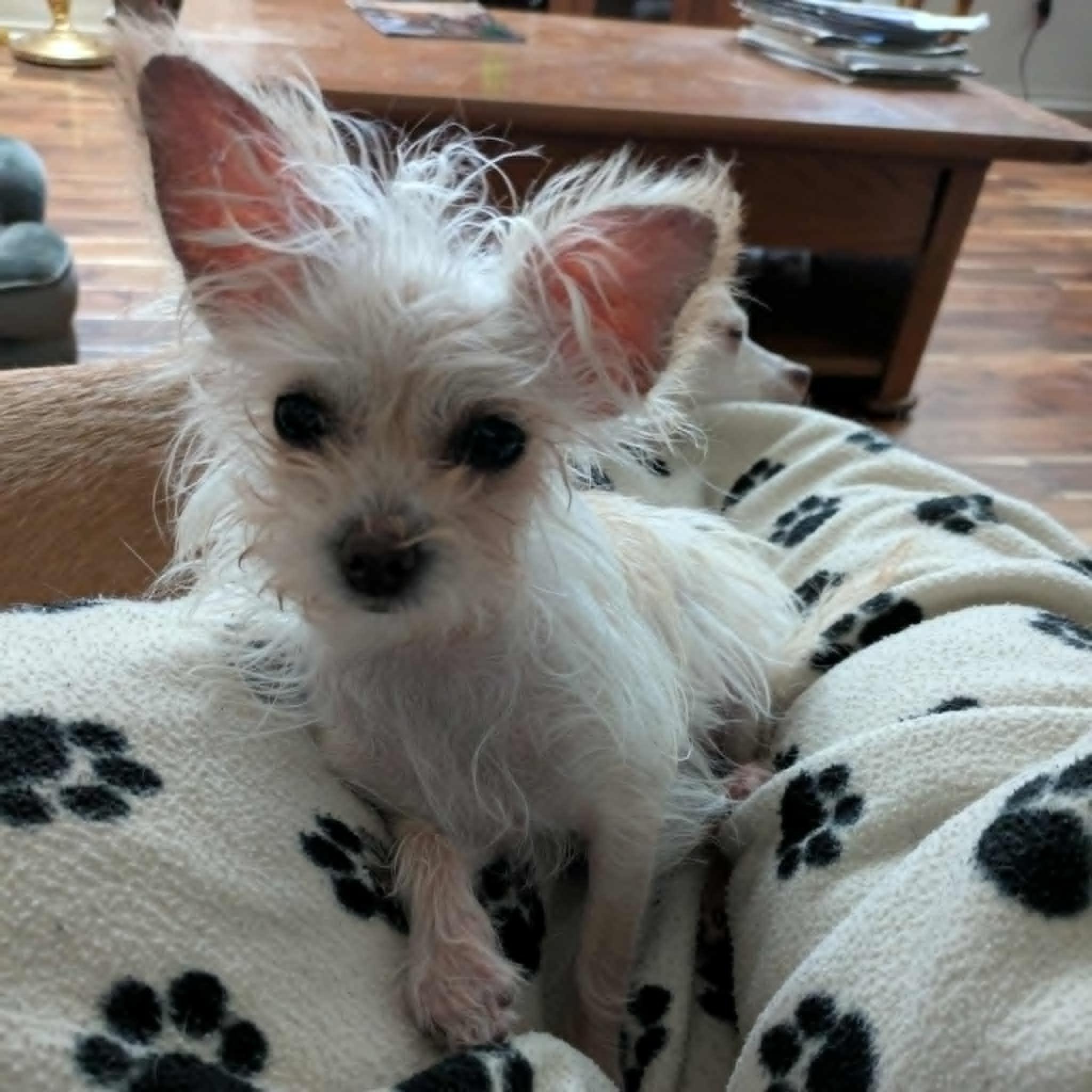 Enlarge Little Bit, an adopted mixed breed in Round Rock, TX image 3/6
