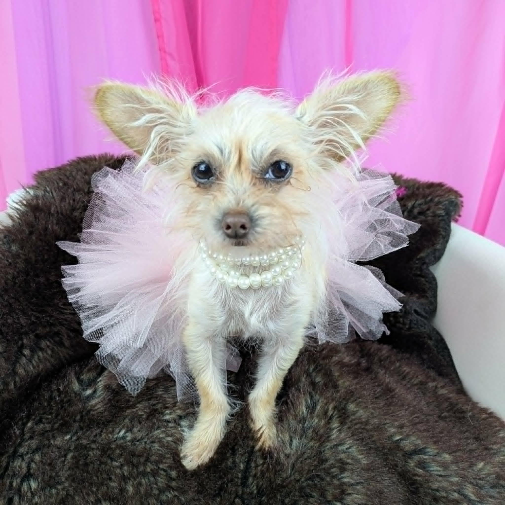 Enlarge Little Bit, an adopted mixed breed in Round Rock, TX image 2/6