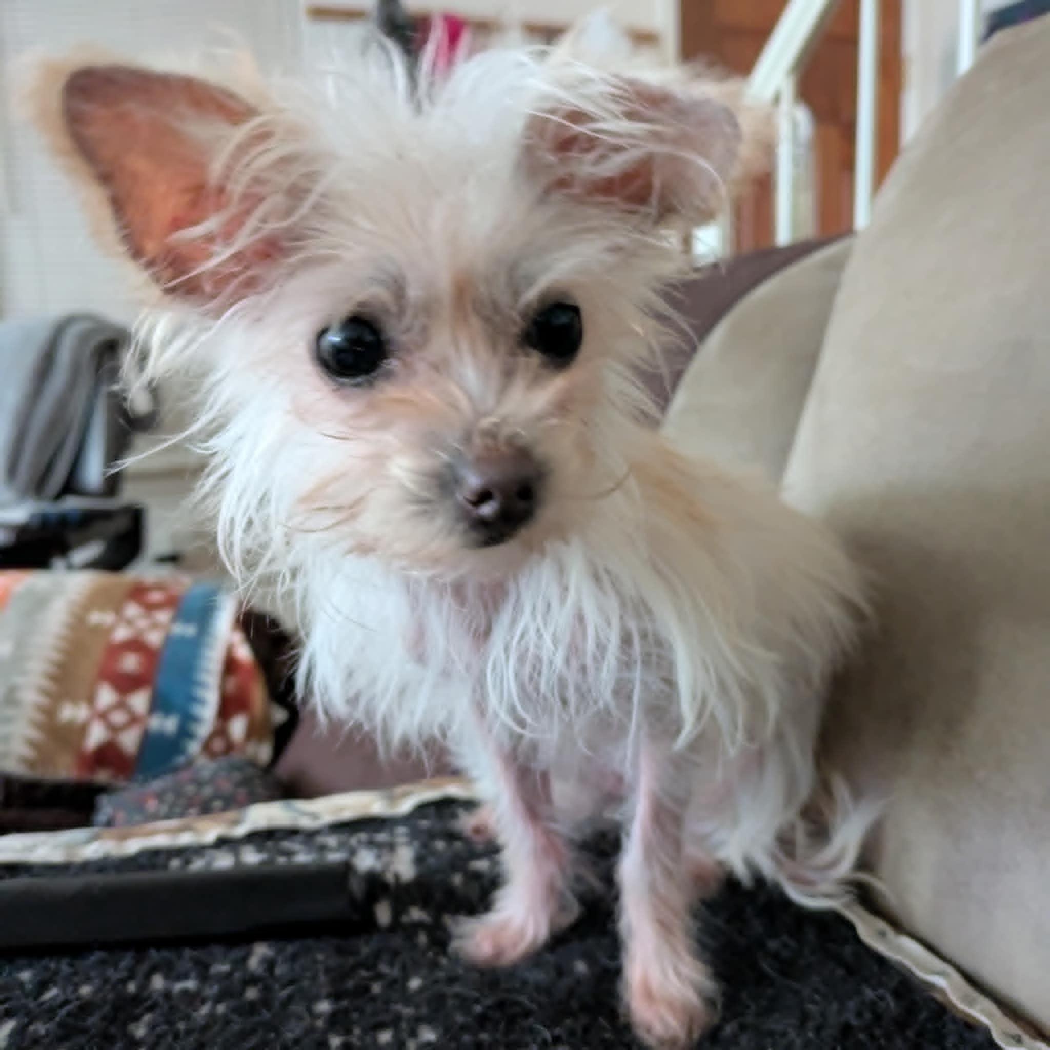 Enlarge Little Bit, an adopted mixed breed in Round Rock, TX image 4/6