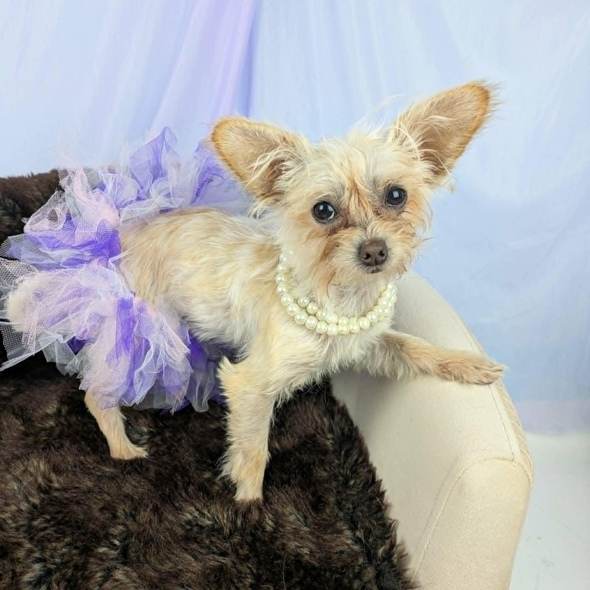 Enlarge Little Bit, an adopted mixed breed in Round Rock, TX image 1/6