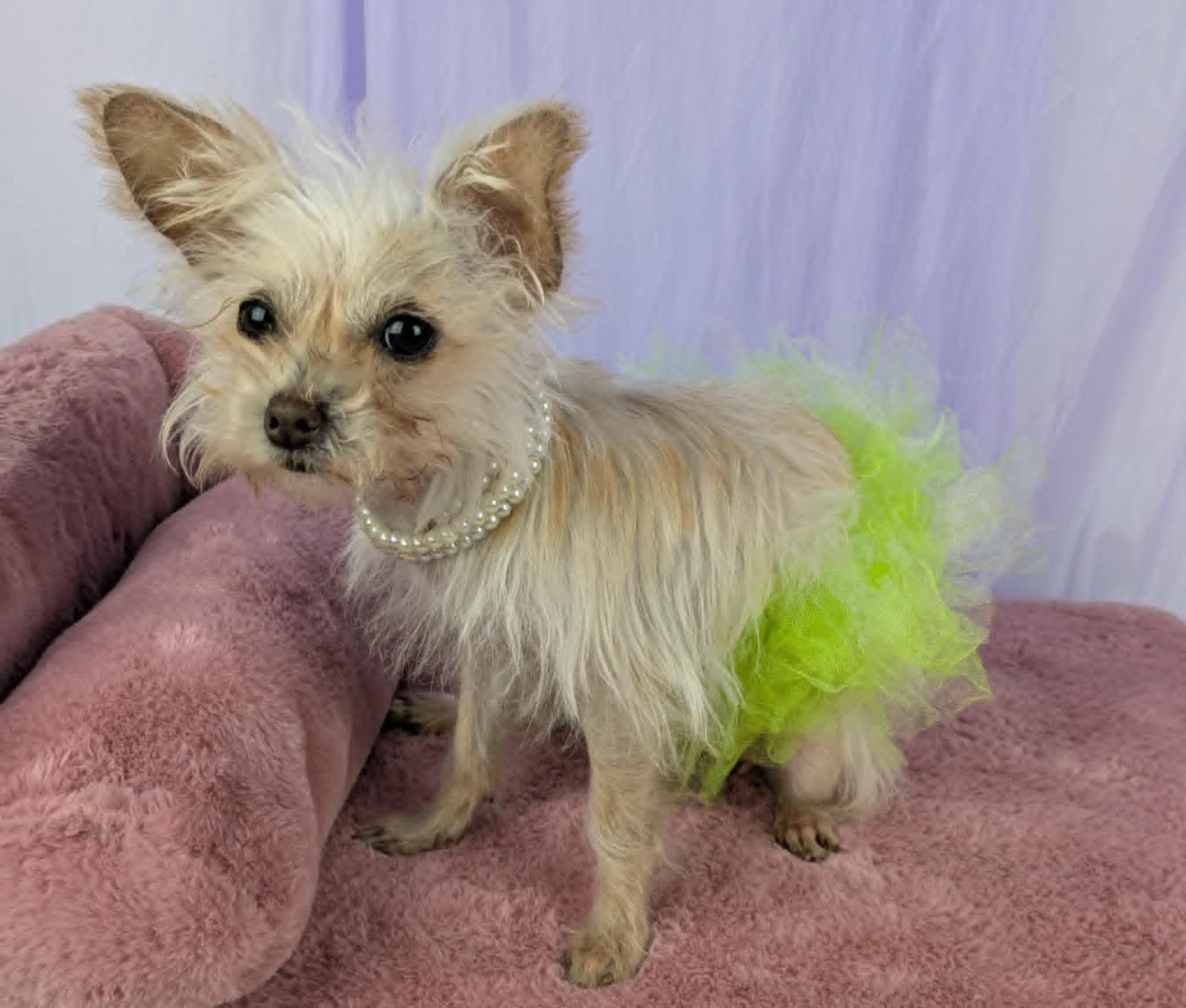 Enlarge Little Bit, an adopted mixed breed in Round Rock, TX image 6/6