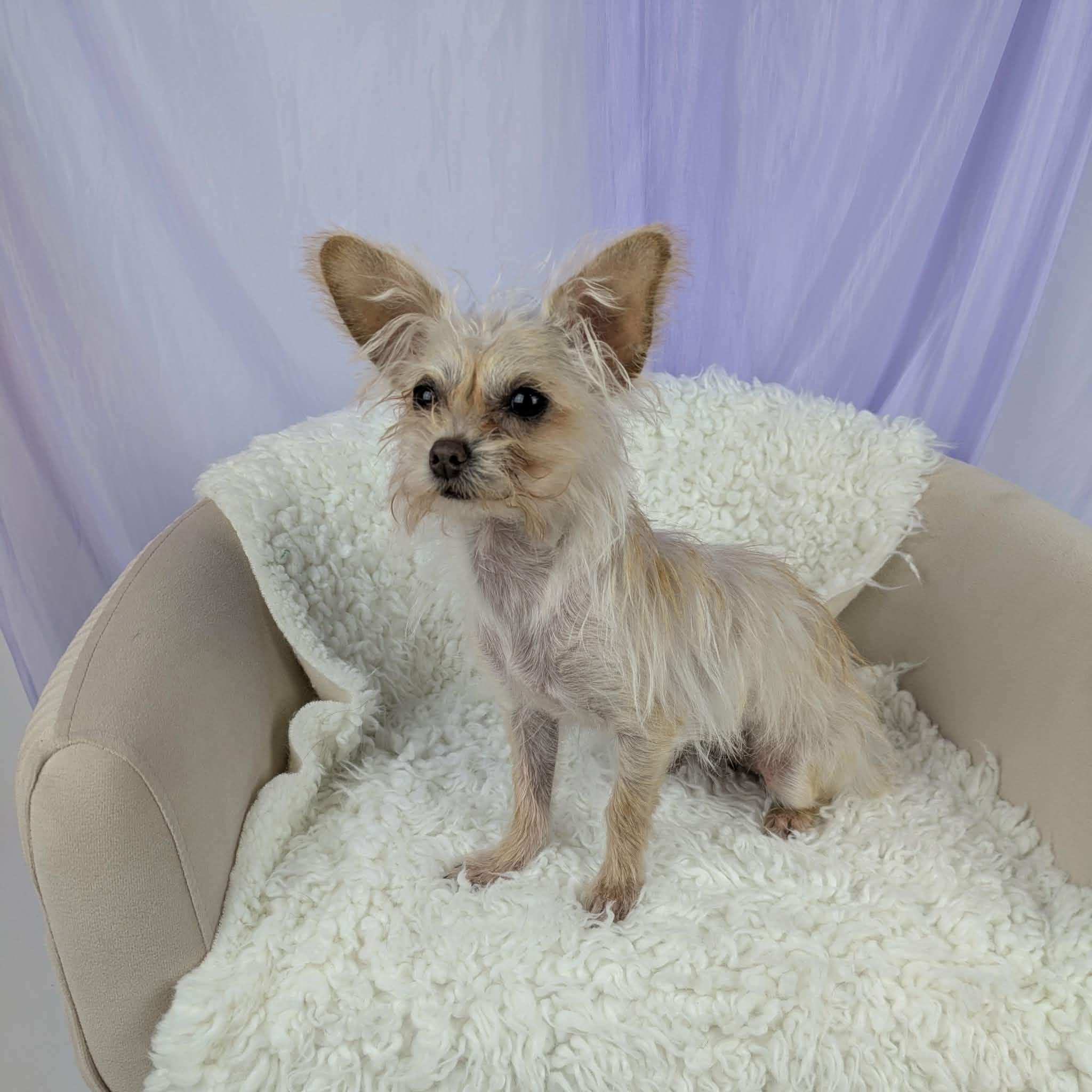 Enlarge Little Bit, an adopted mixed breed in Round Rock, TX image 5/6
