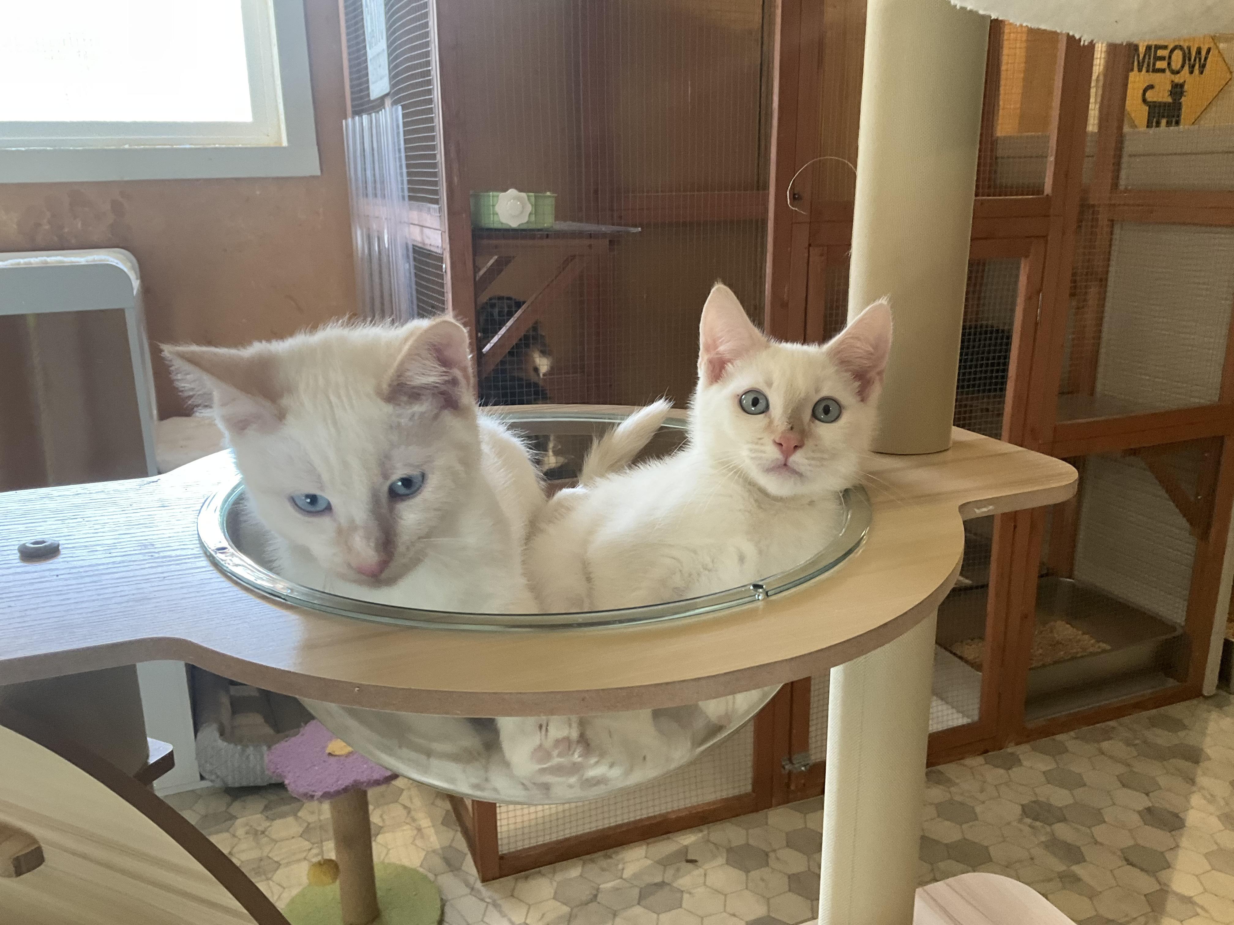 Enlarge Canoodle and Yooper (indoor home only apply), a Adopted Domestic Short Hair in Mist, OR image 1/2