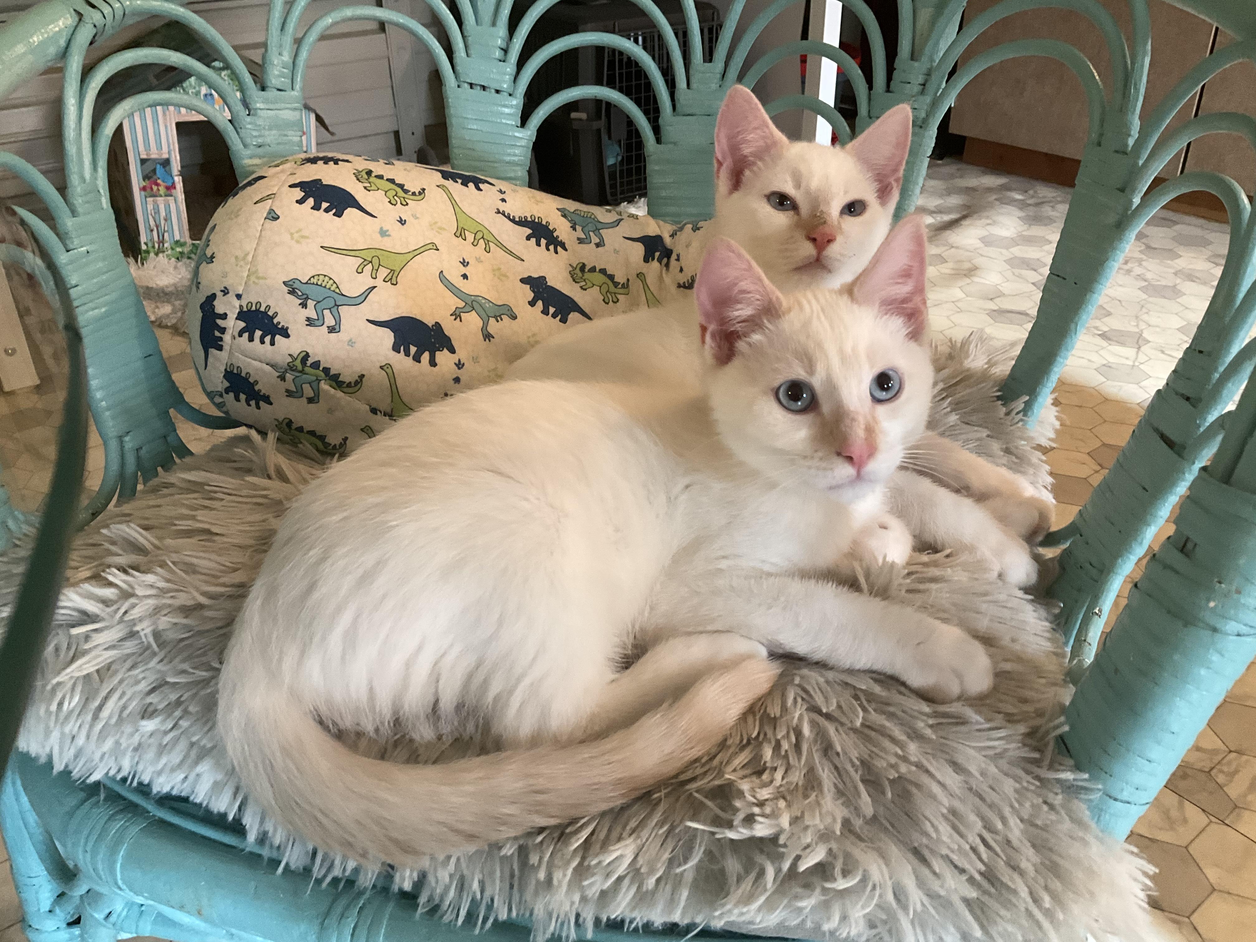 Enlarge Canoodle and Yooper (indoor home only apply), a Adopted Domestic Short Hair in Mist, OR image 2/2
