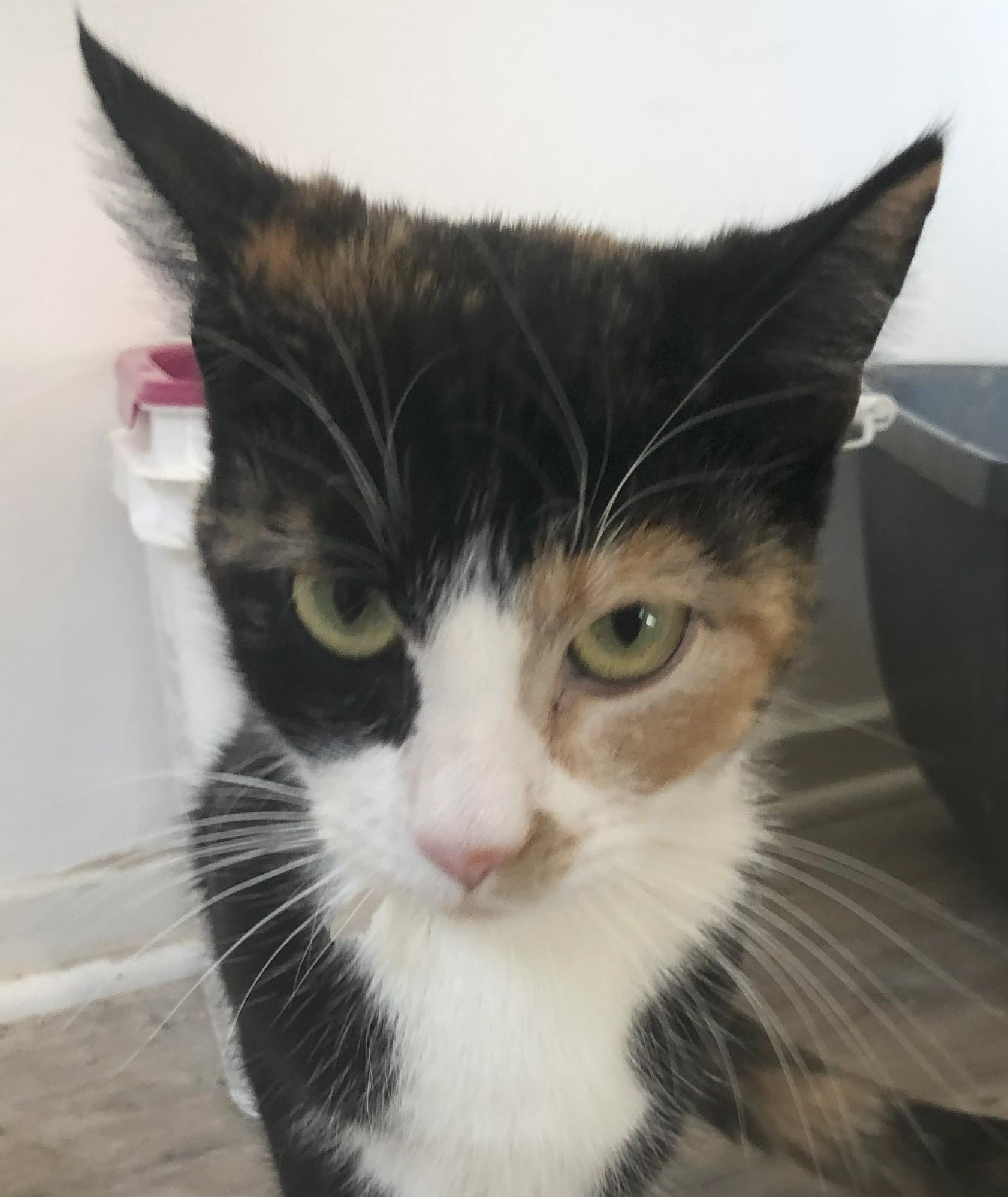 Icarus, Adult Female Domestic Short Hair