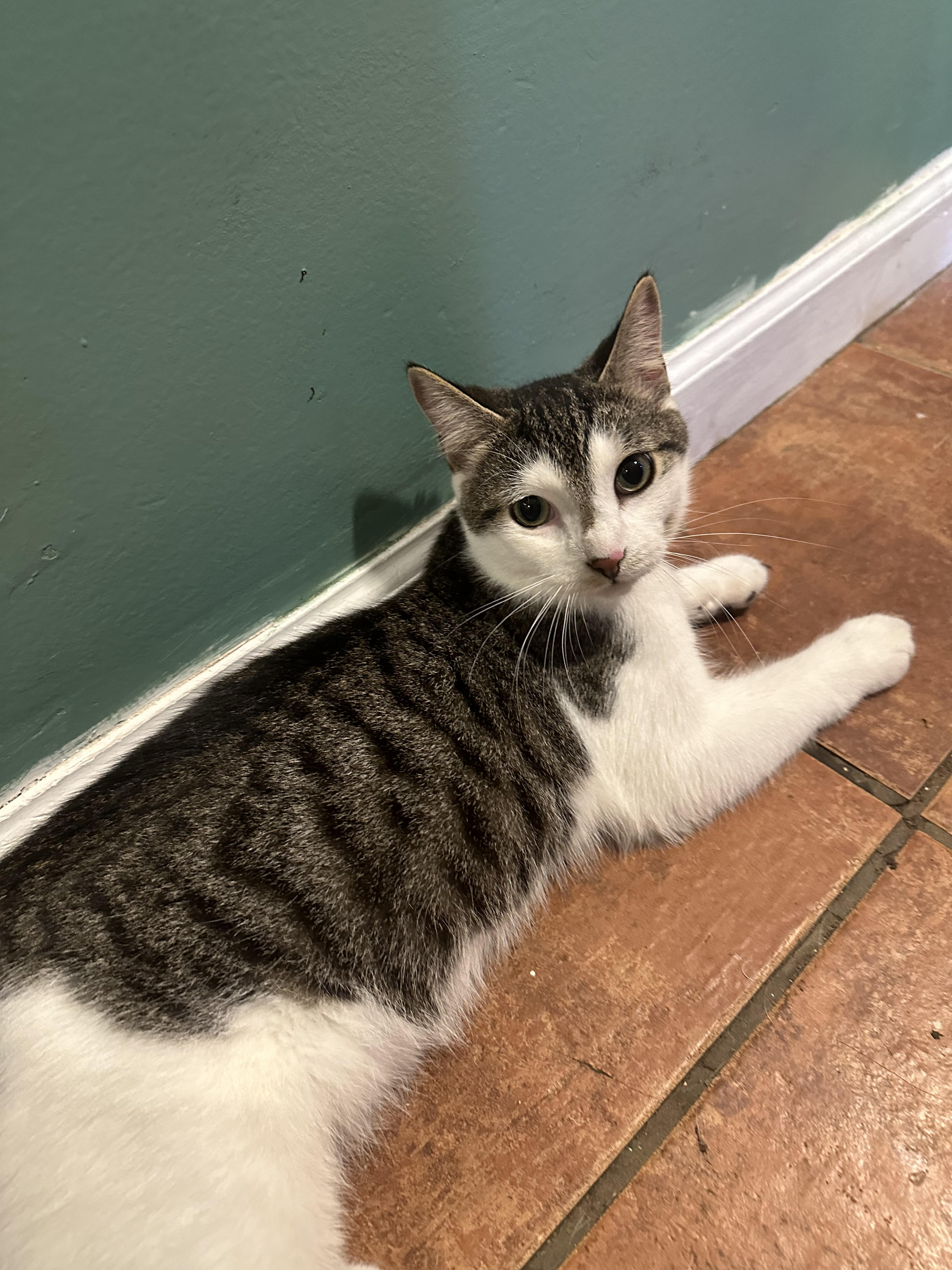 Enlarge Eddie Munster the 2nd, a Adoptable mixed breed in Howell, MI image 1/2