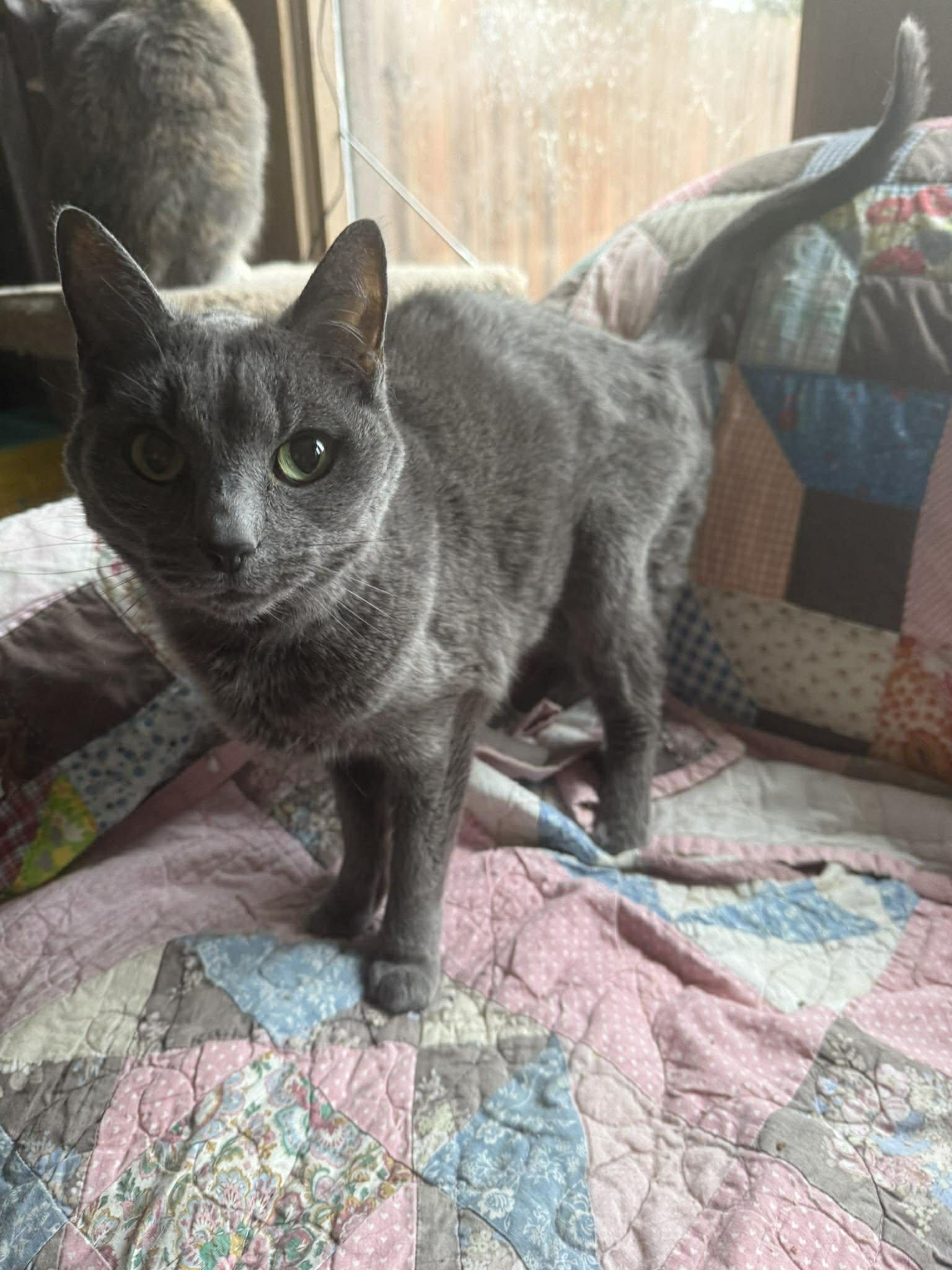 Bella — thumbnail 2