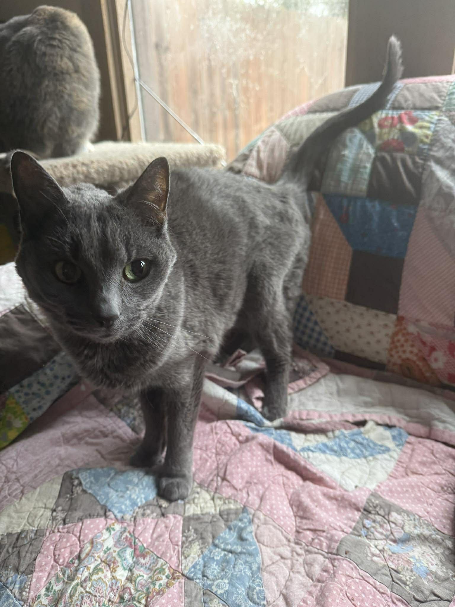 Bella — thumbnail 3