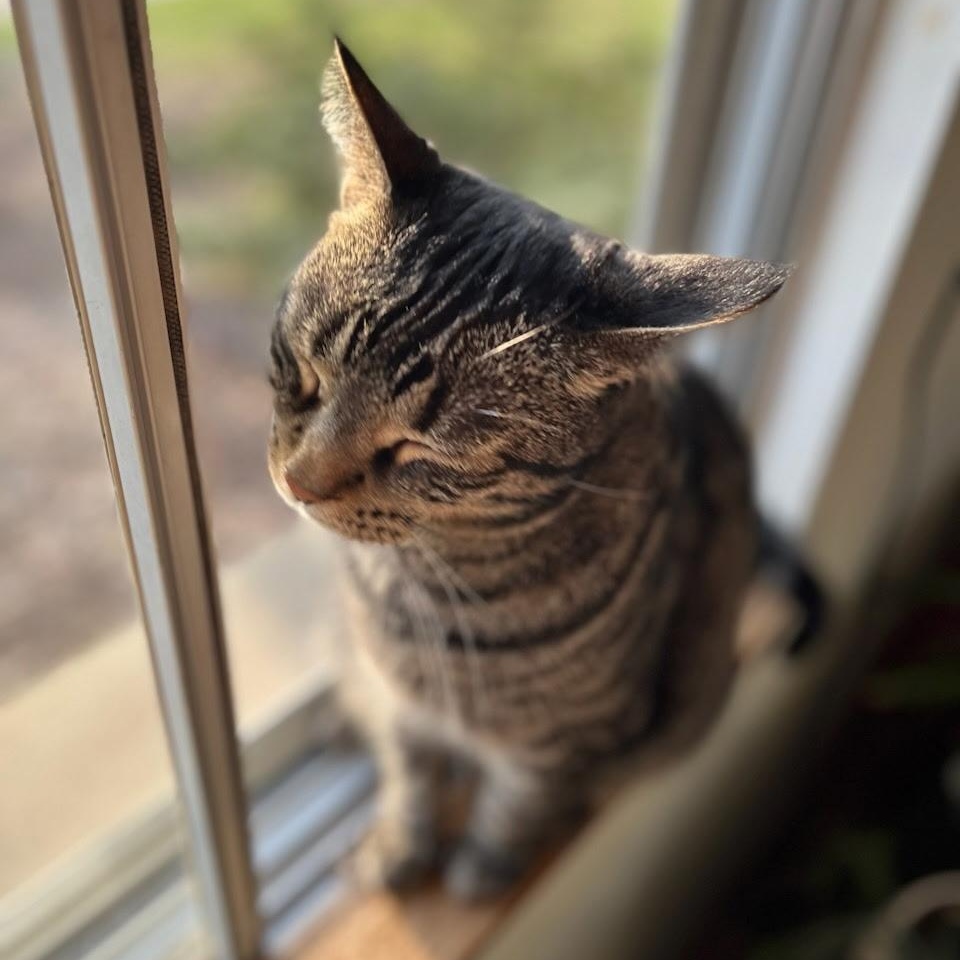 Mickey, a Adoptable Domestic Short Hair in Menasha, WI image 3/3