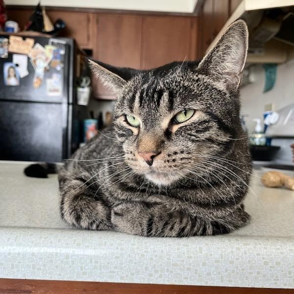 Mickey, Adoptable, Adult Male Domestic Short Hair.