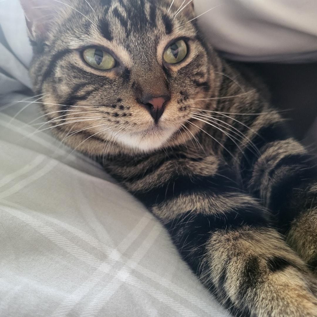 Mickey, Adoptable, Adult Male Domestic Short Hair.