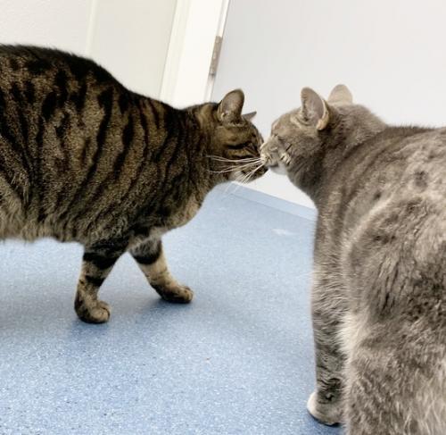 Ember, Adoptable, Adult Female Domestic Short Hair.