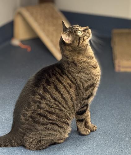 Ember, Adoptable, Adult Female Domestic Short Hair.