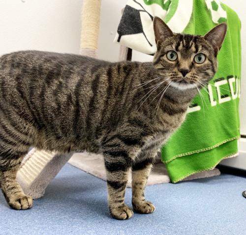 Ember, a Adoptable Domestic Short Hair in St. Johnsbury, VT image 2/2