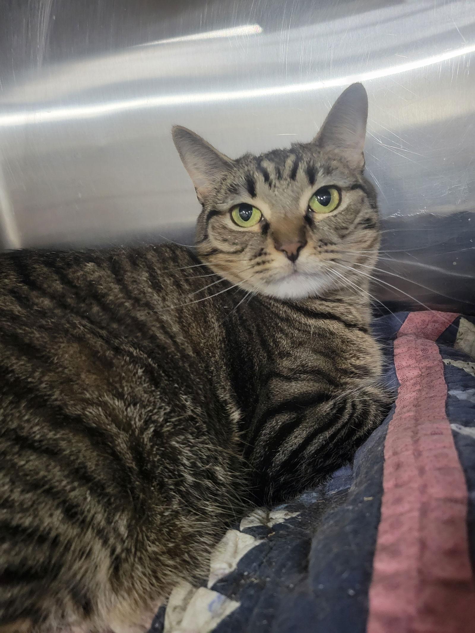 Enlarge Bristol, a Adoptable Tabby in Cuyahoga Falls, OH image 1/3