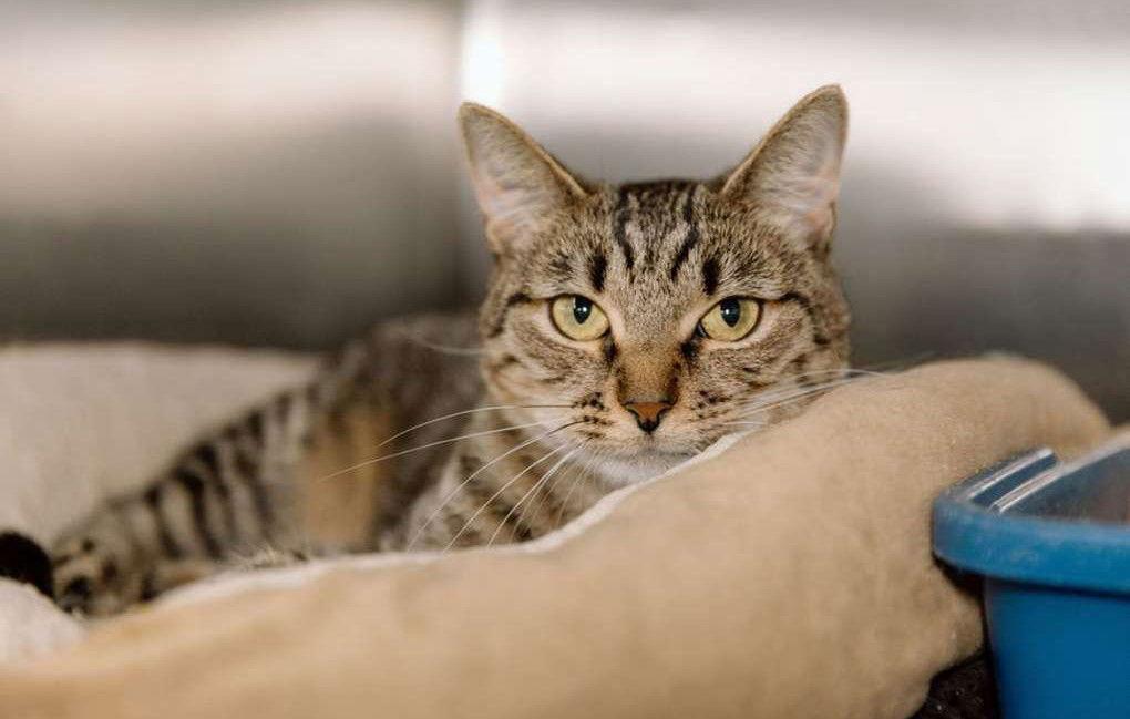 Enlarge Bristol, a Adoptable Tabby in Cuyahoga Falls, OH image 2/3