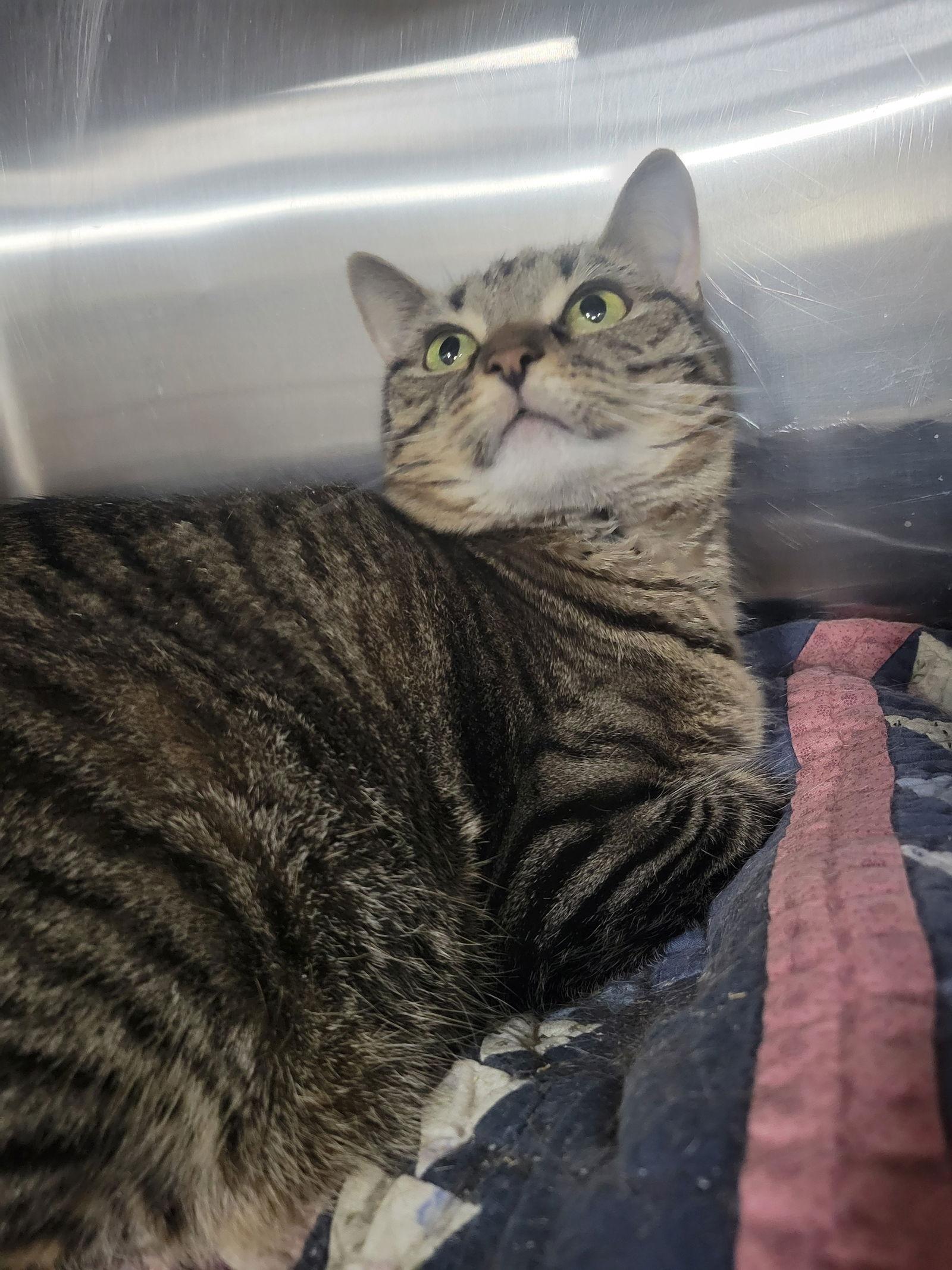 Enlarge Bristol, a Adoptable Tabby in Cuyahoga Falls, OH image 3/3