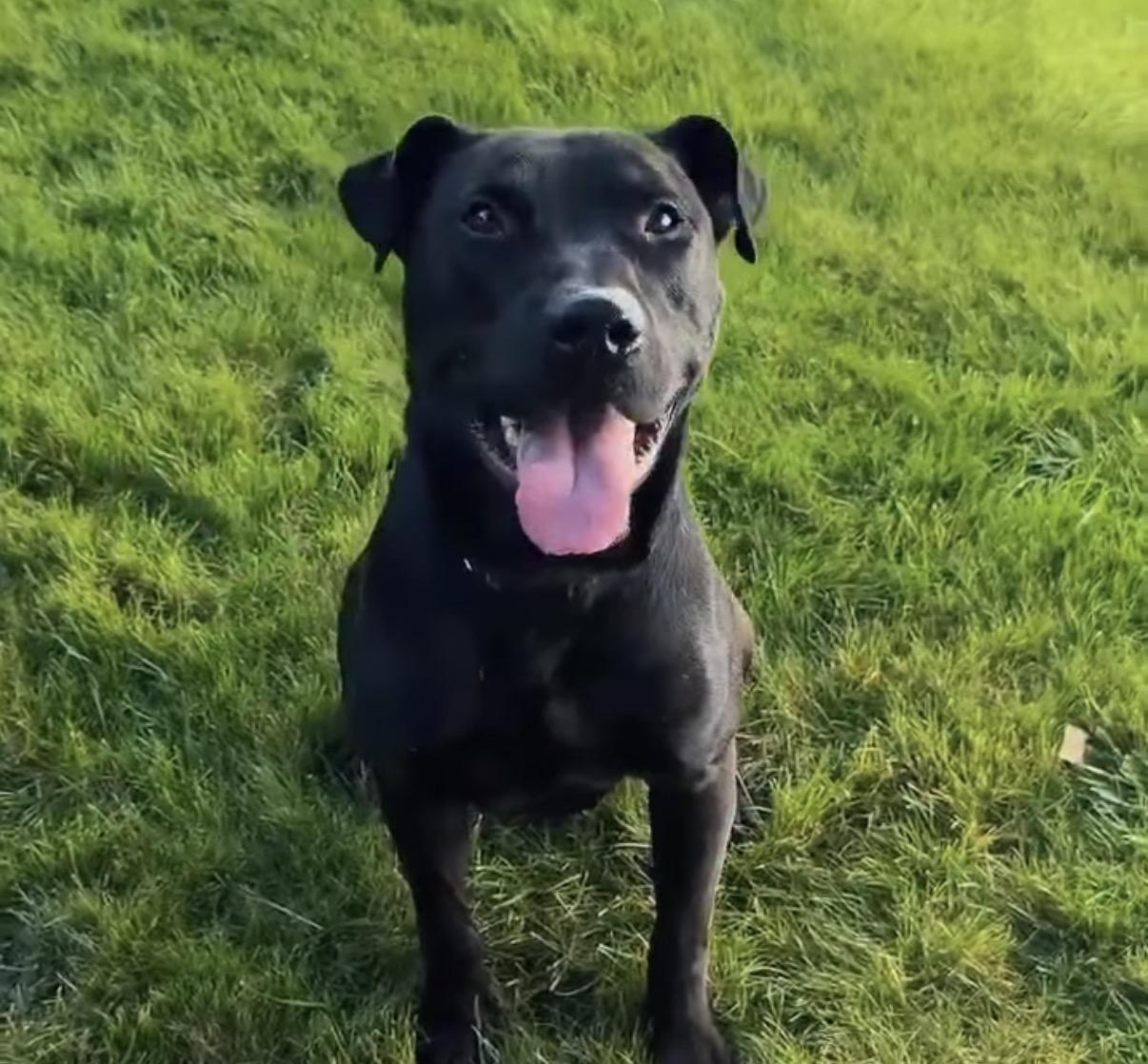 Mug, Adoptable, Adult Male Labrador Retriever & Staffordshire Bull Terrier.