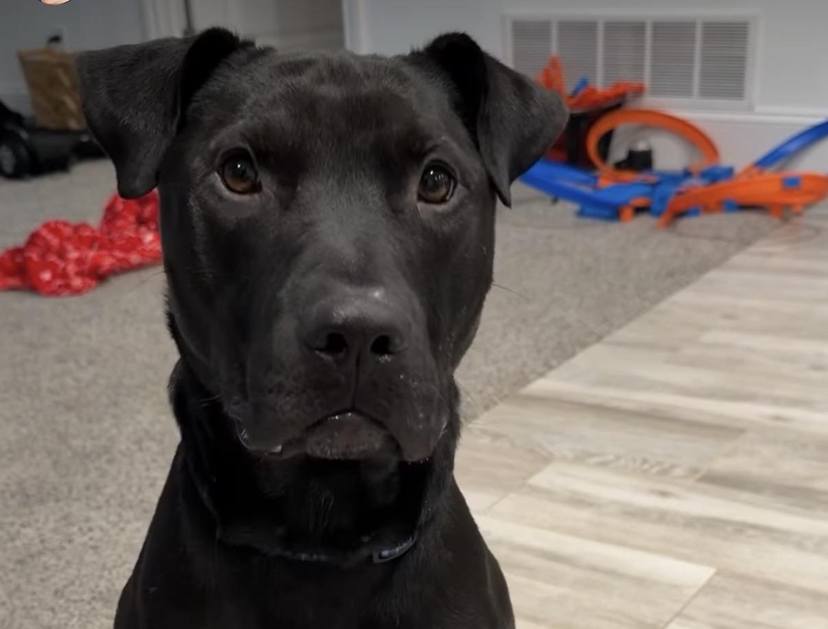 Enlarge Mug, a Adoptable mixed breed in Bloomfield Hills, MI image 2/3