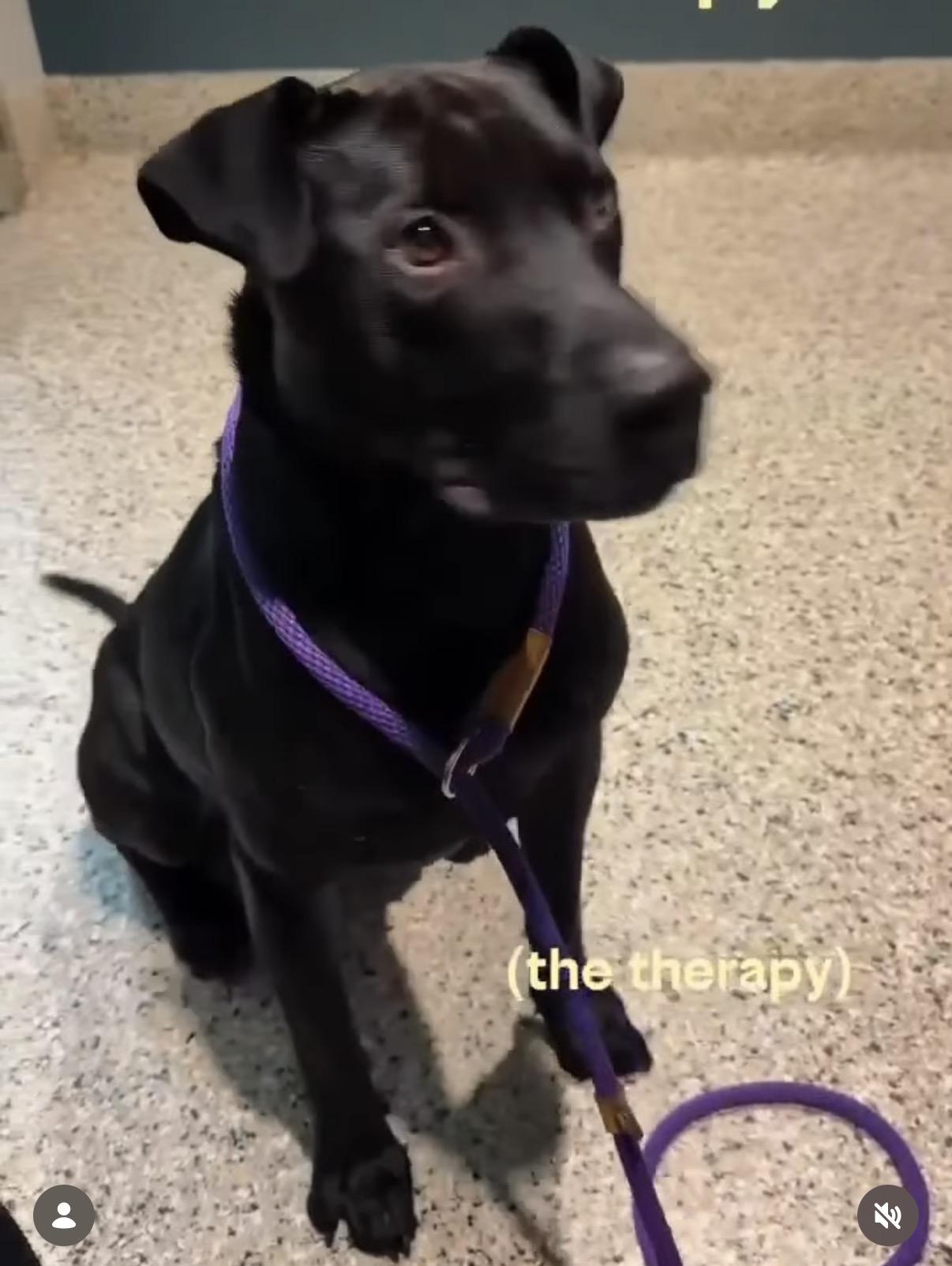 Enlarge Mug, a Adoptable mixed breed in Bloomfield Hills, MI image 3/3
