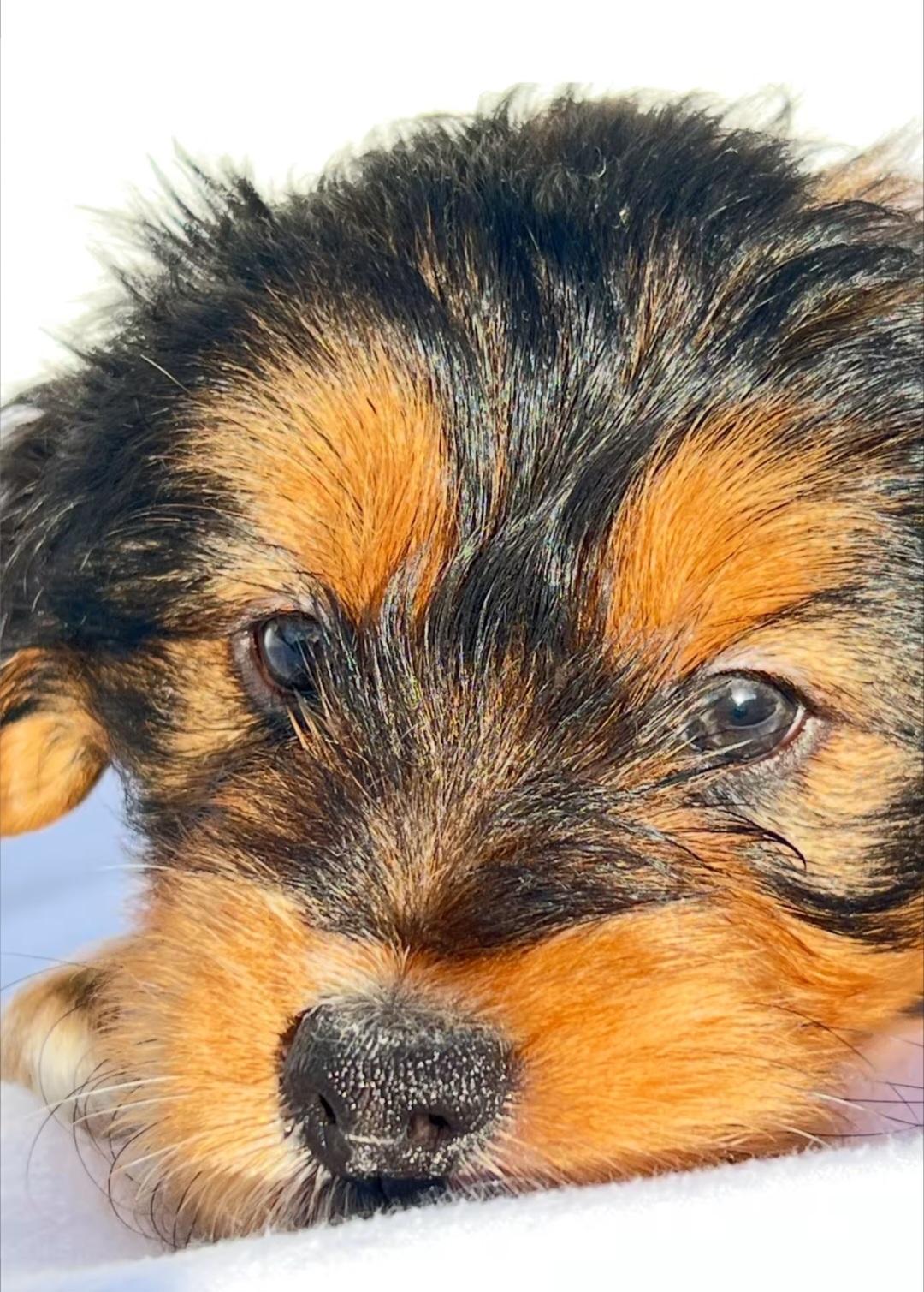 Fred, an adopted mixed breed in Hawthorne, CA image 2/4