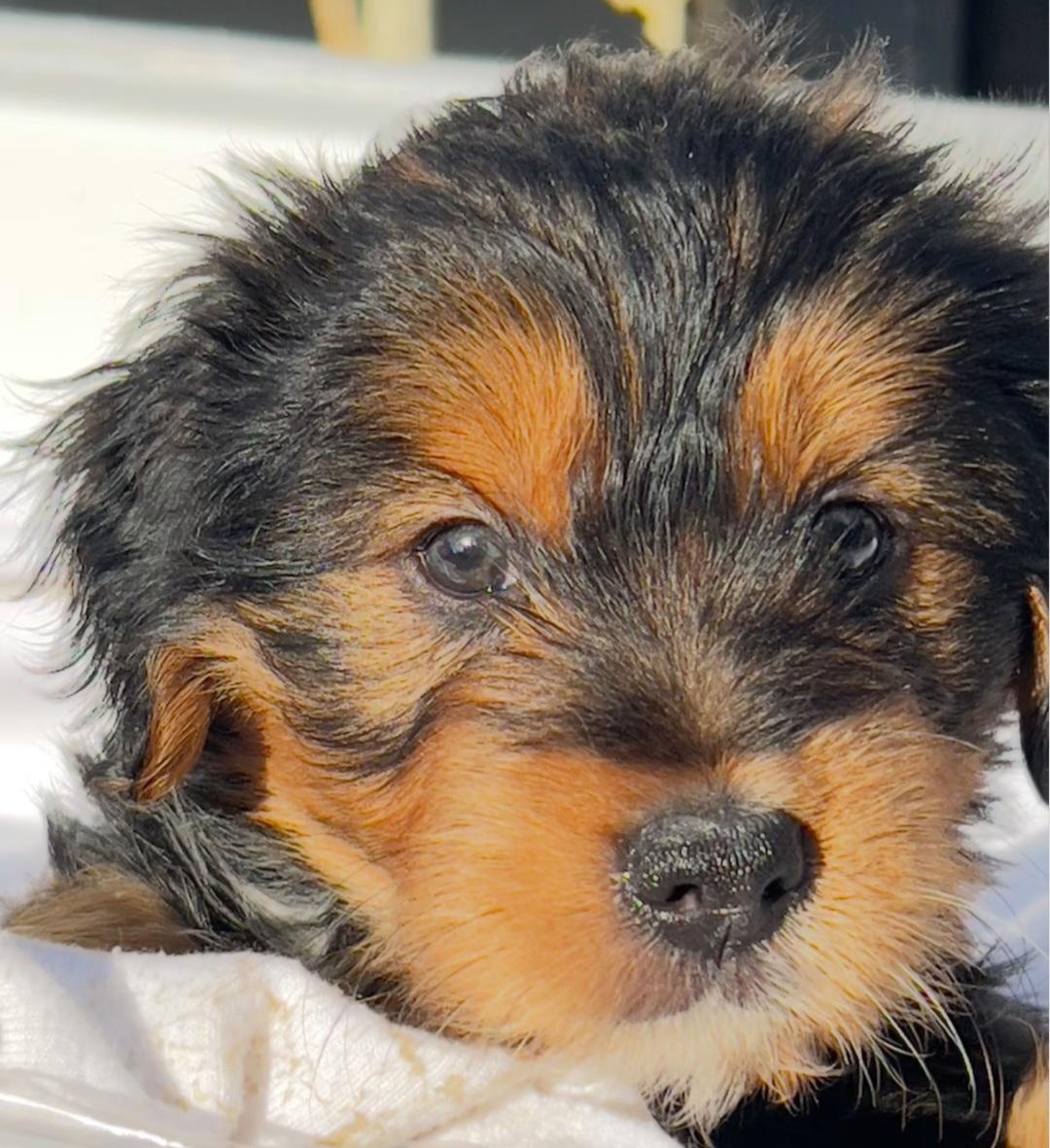 Fred, an adopted mixed breed in Hawthorne, CA image 4/4