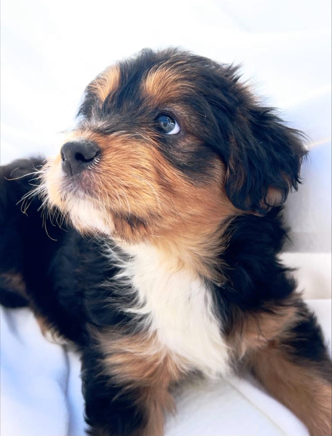 Fred, adopted, Puppy Male Australian Shepherd & Yorkshire Terrier.