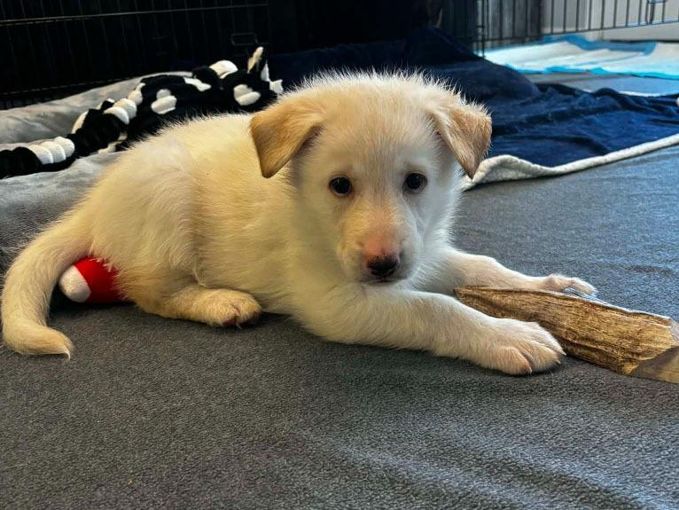 Ivy, Adopted, Puppy Female German Shepherd Dog & Mixed Breed.