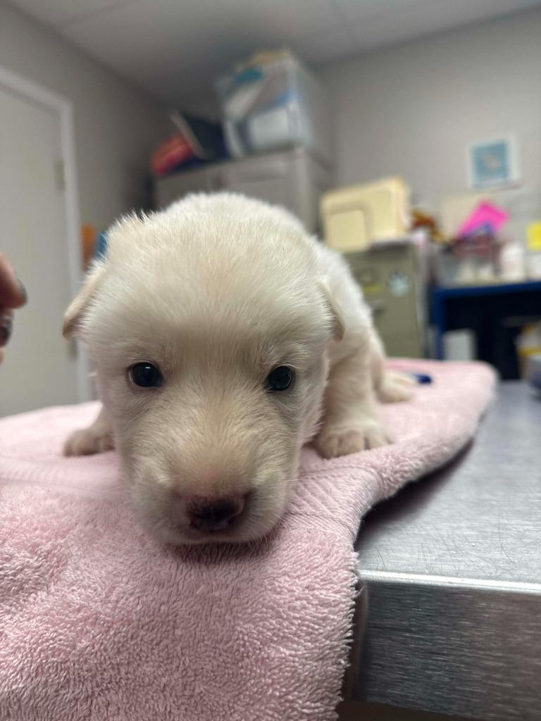 Enlarge Ivy, a Adopted mixed breed in Raleigh, NC image 2/6