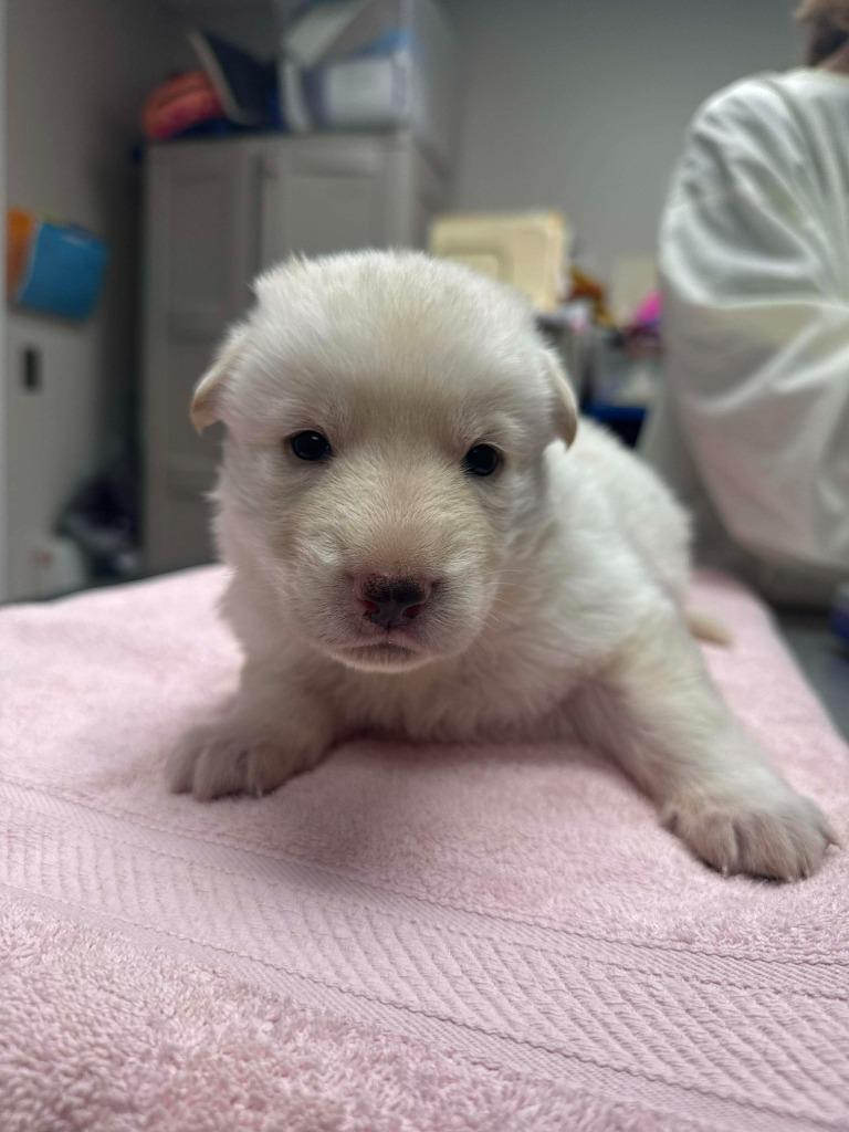 Enlarge Ivy, a Adopted mixed breed in Raleigh, NC image 3/6