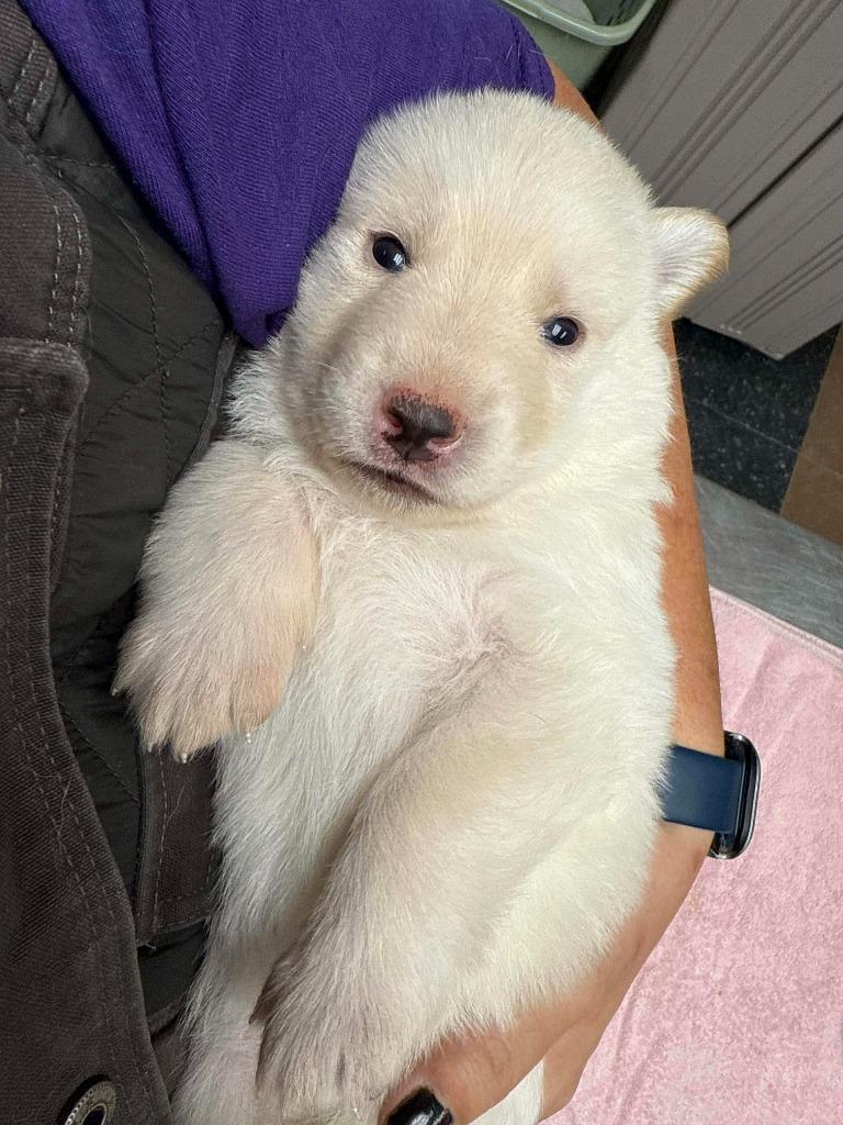 Enlarge Ivy, a Adopted mixed breed in Raleigh, NC image 4/6