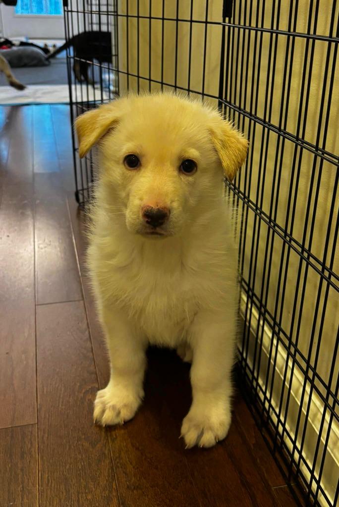 Enlarge Ivy, a Adopted mixed breed in Raleigh, NC image 5/6