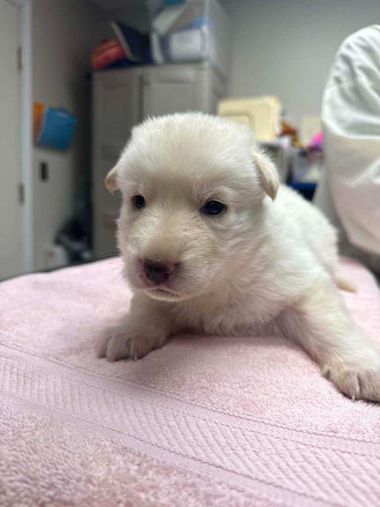 Enlarge Ivy, a Adopted mixed breed in Raleigh, NC image 6/6