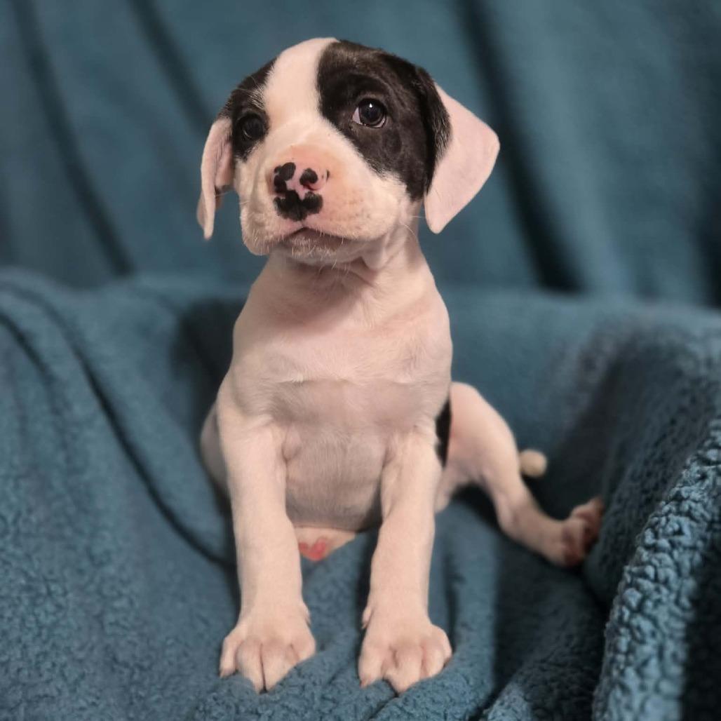 Enlarge Eldest Daughter, a Adoptable Mixed Breed in Olathe, KS image 1/6