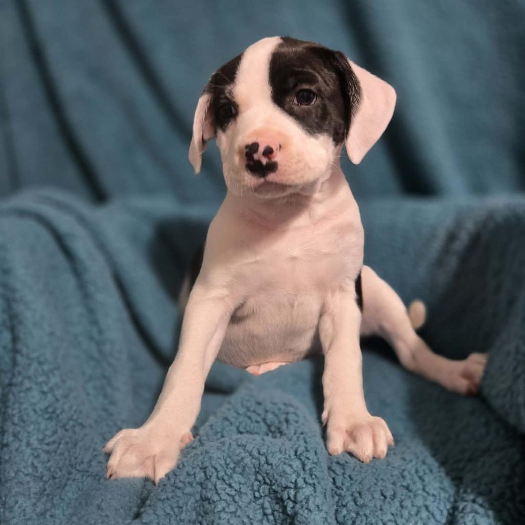 Enlarge Eldest Daughter, a Adoptable Mixed Breed in Olathe, KS image 3/6