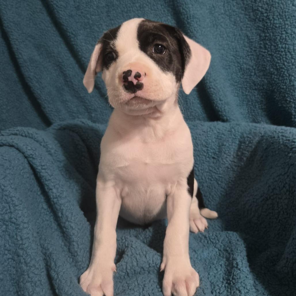 Enlarge Eldest Daughter, a Adoptable Mixed Breed in Olathe, KS image 4/6