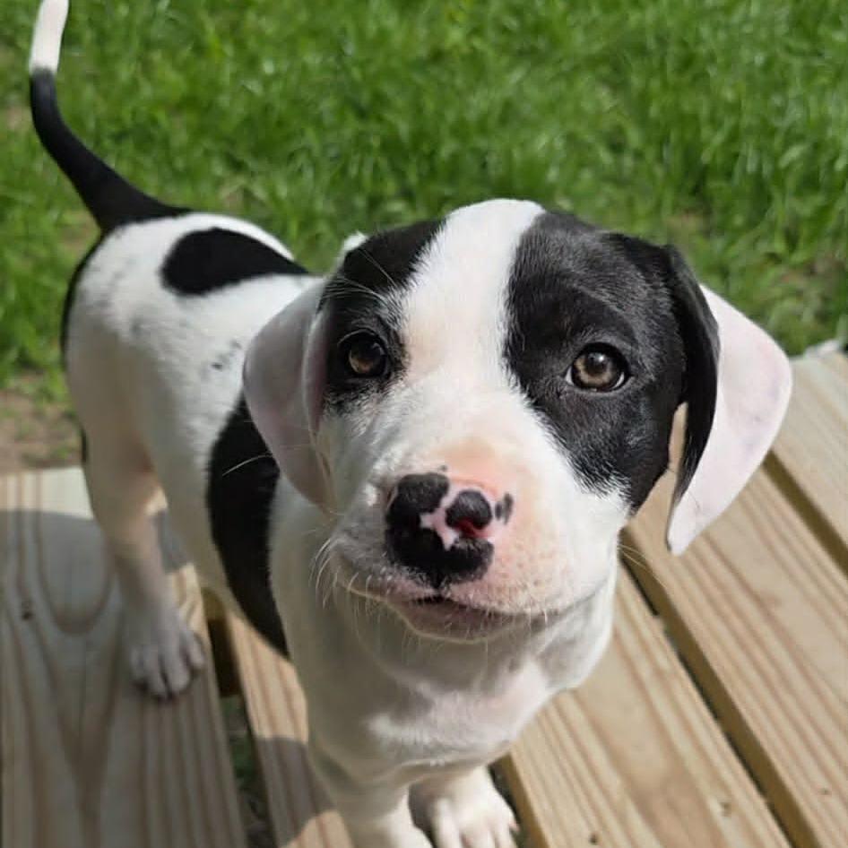 Enlarge Eldest Daughter, a Adoptable Mixed Breed in Olathe, KS image 6/6